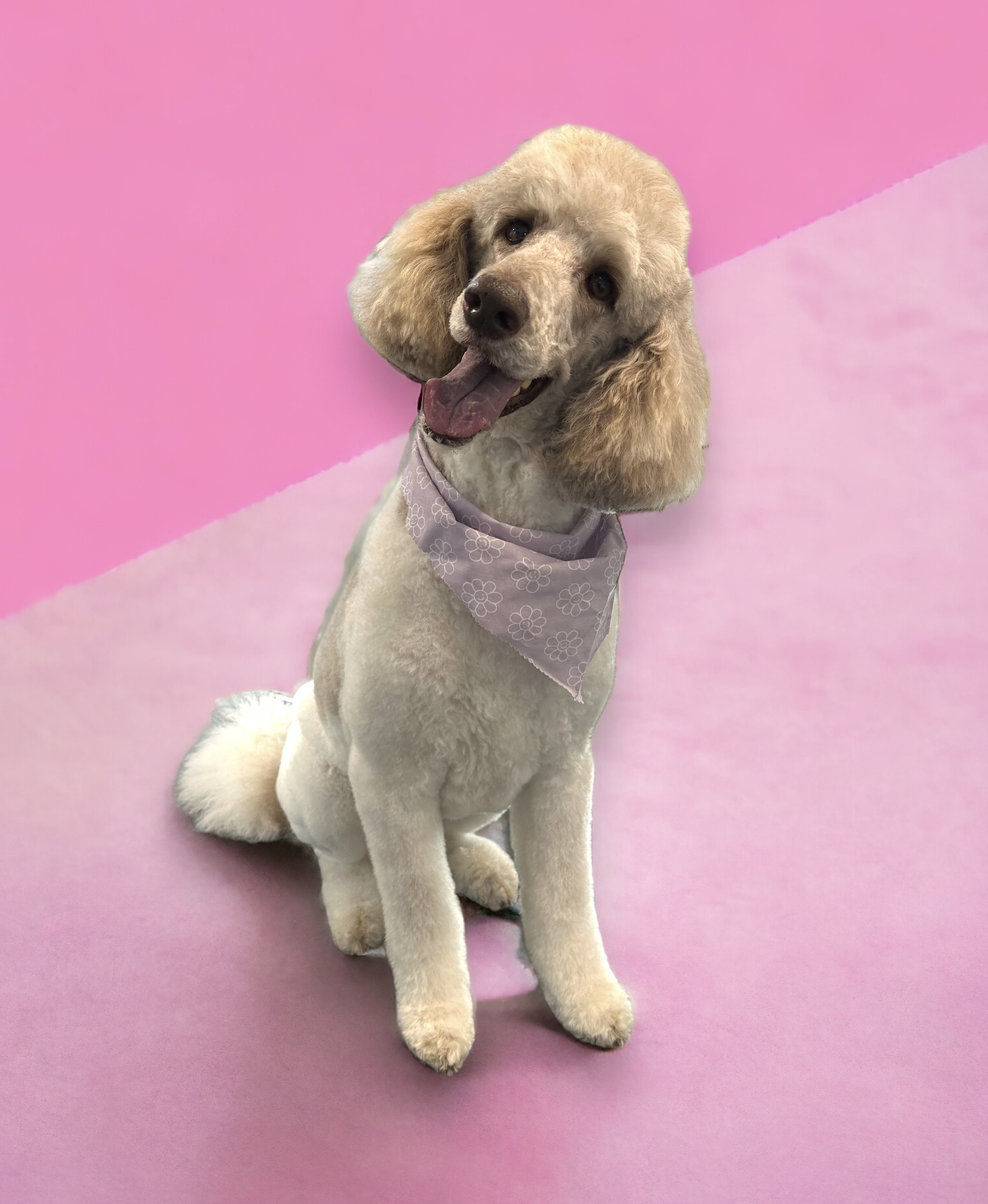 Online booking - Paws.N.Motion LLC