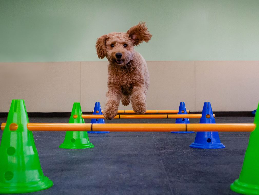Online booking - Paws Pet Resorts San Clemente