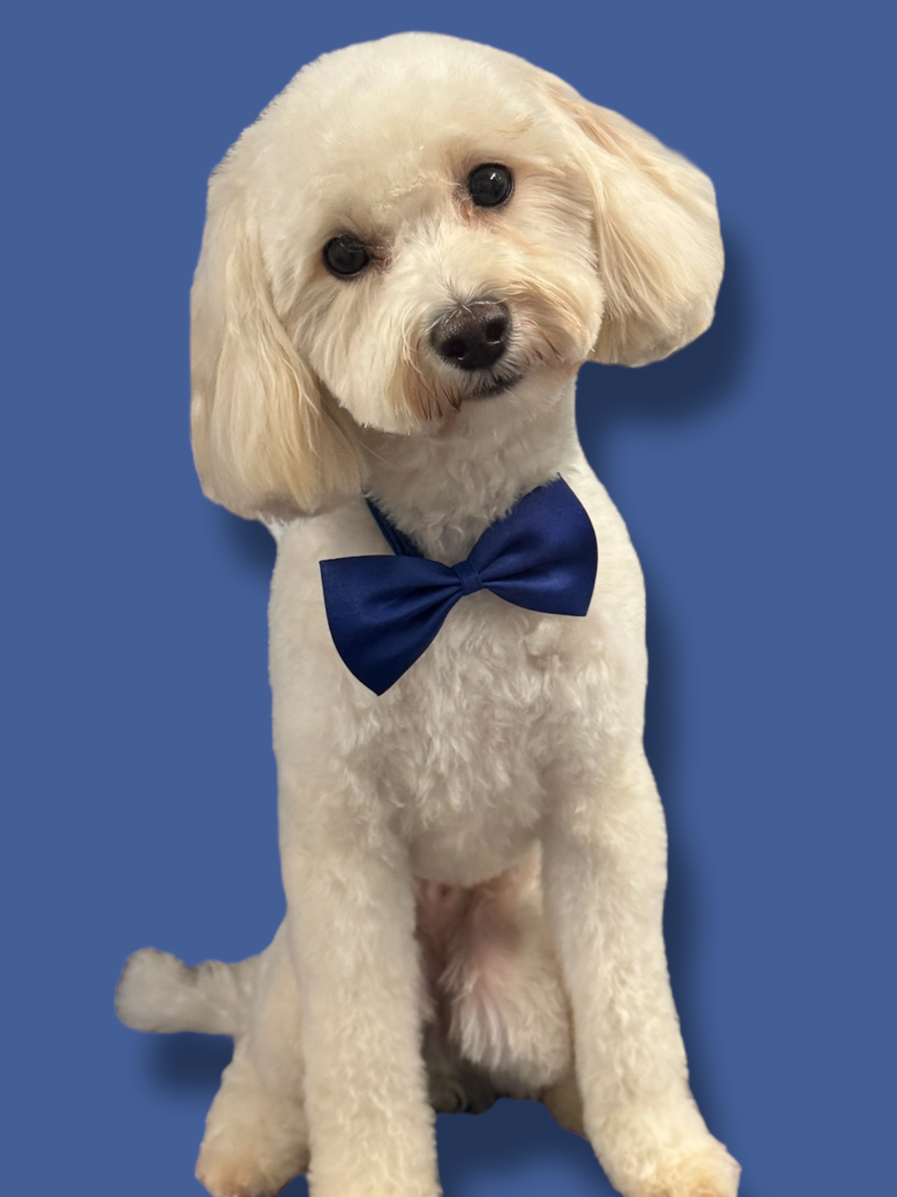 Online booking - Paws.N.Motion LLC