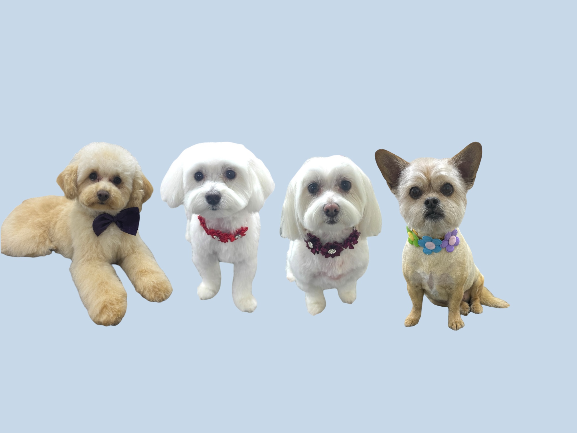 Online booking - Paws.N.Motion LLC