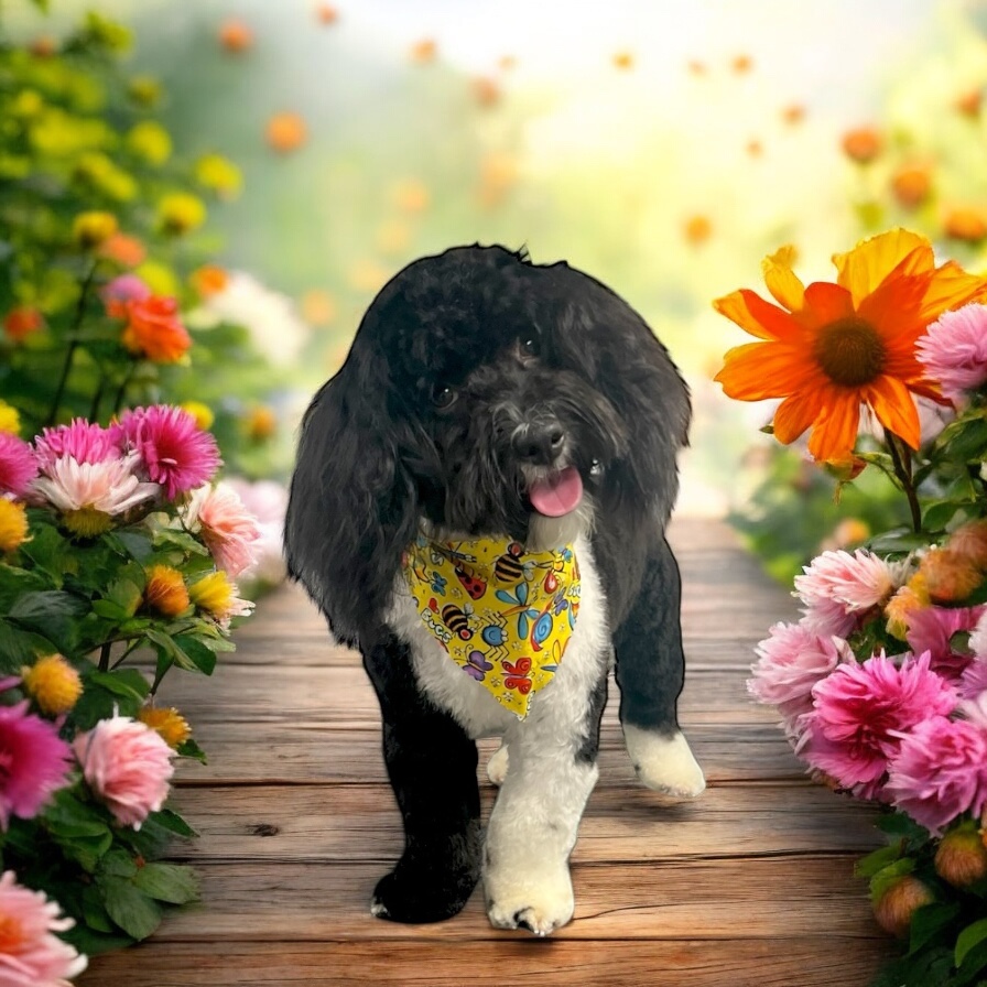 Online booking - Unleashed Mobile Pet Grooming