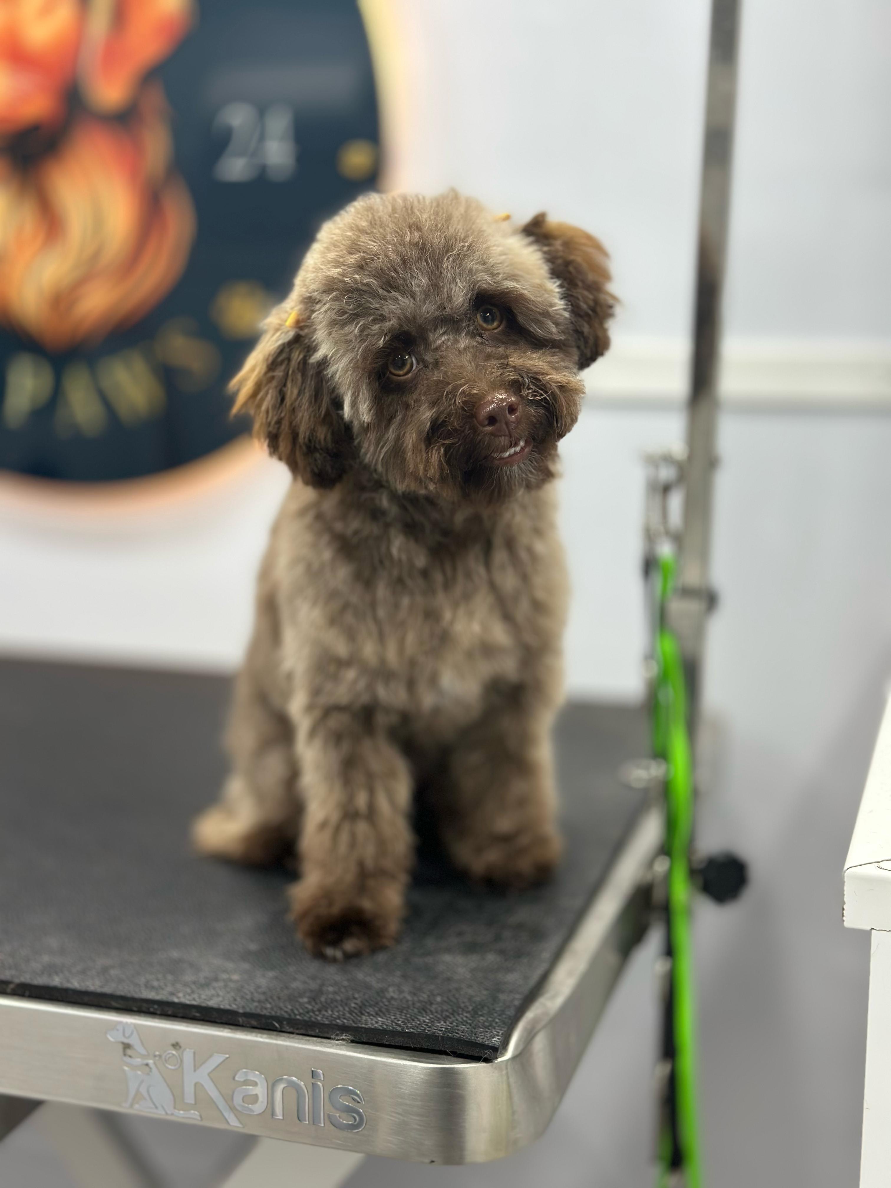 Online booking - 11 PAWS LLC