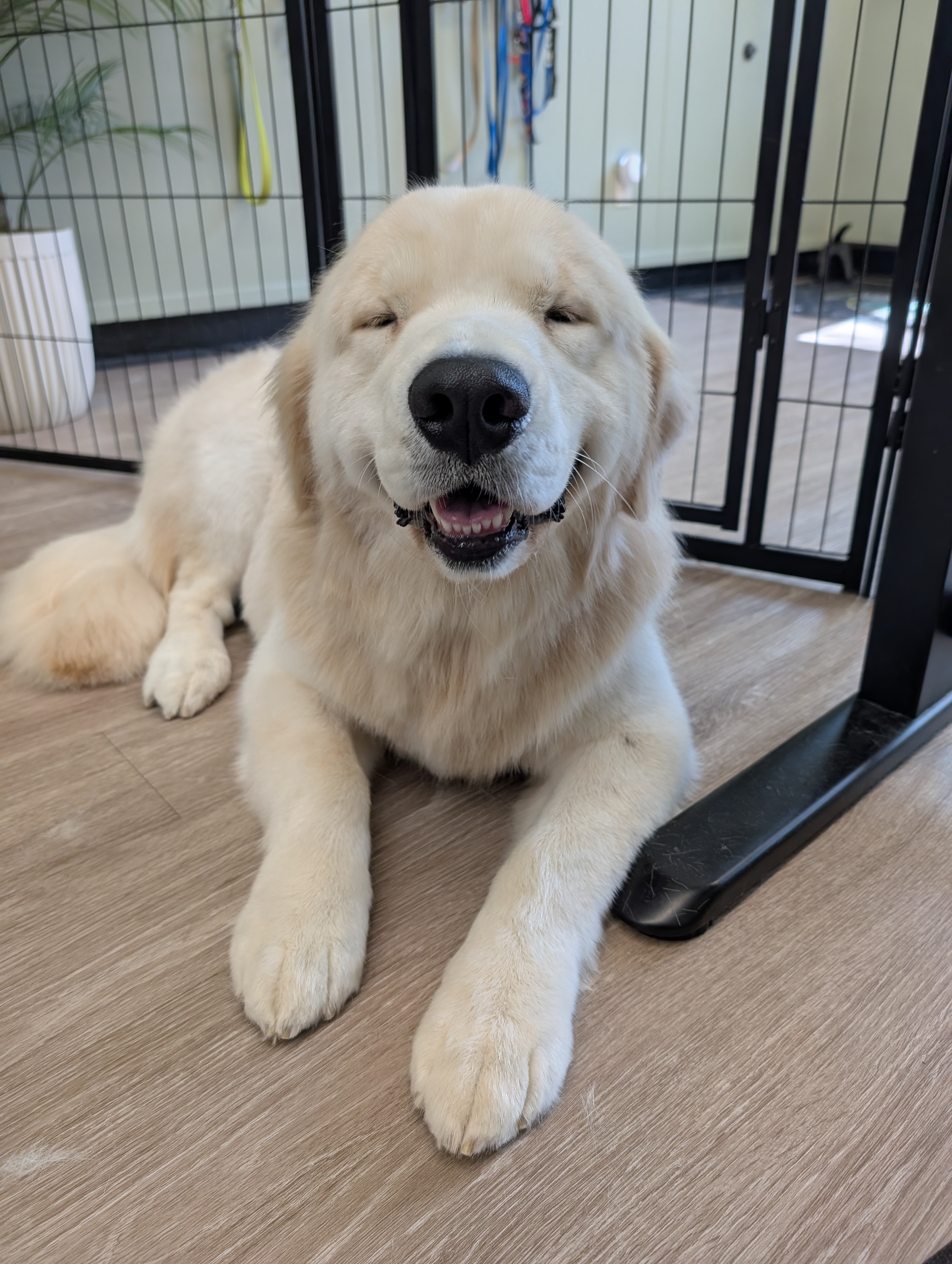 Online booking - Jurassic Bark