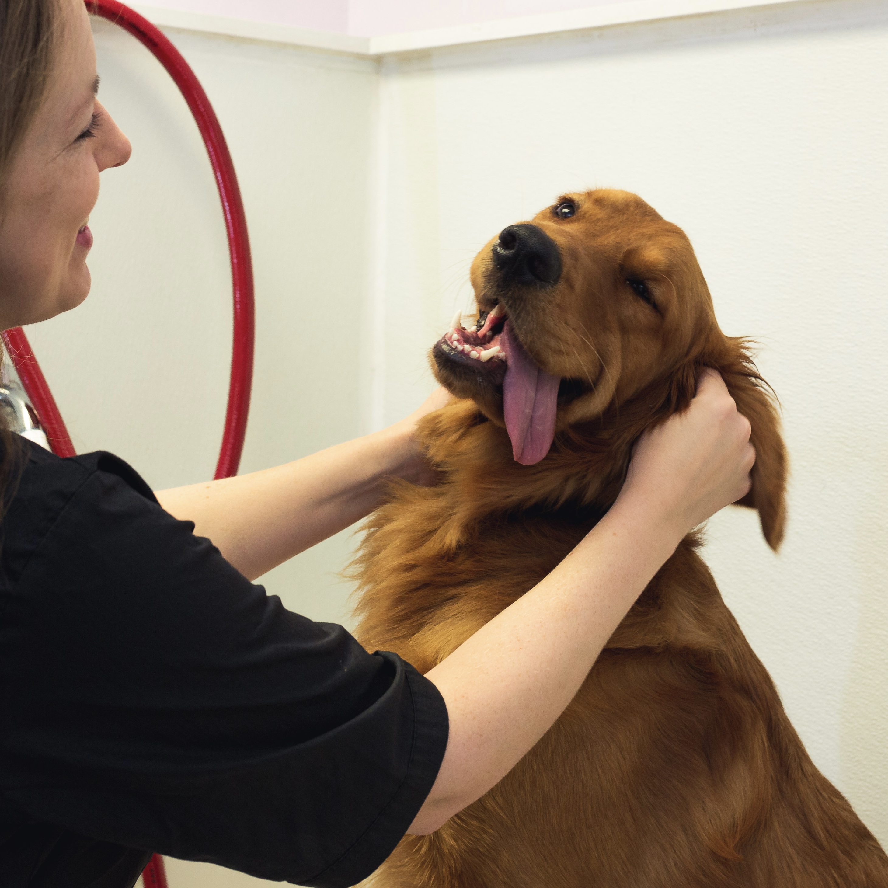 Online booking - Pet Styles by Jennifer
