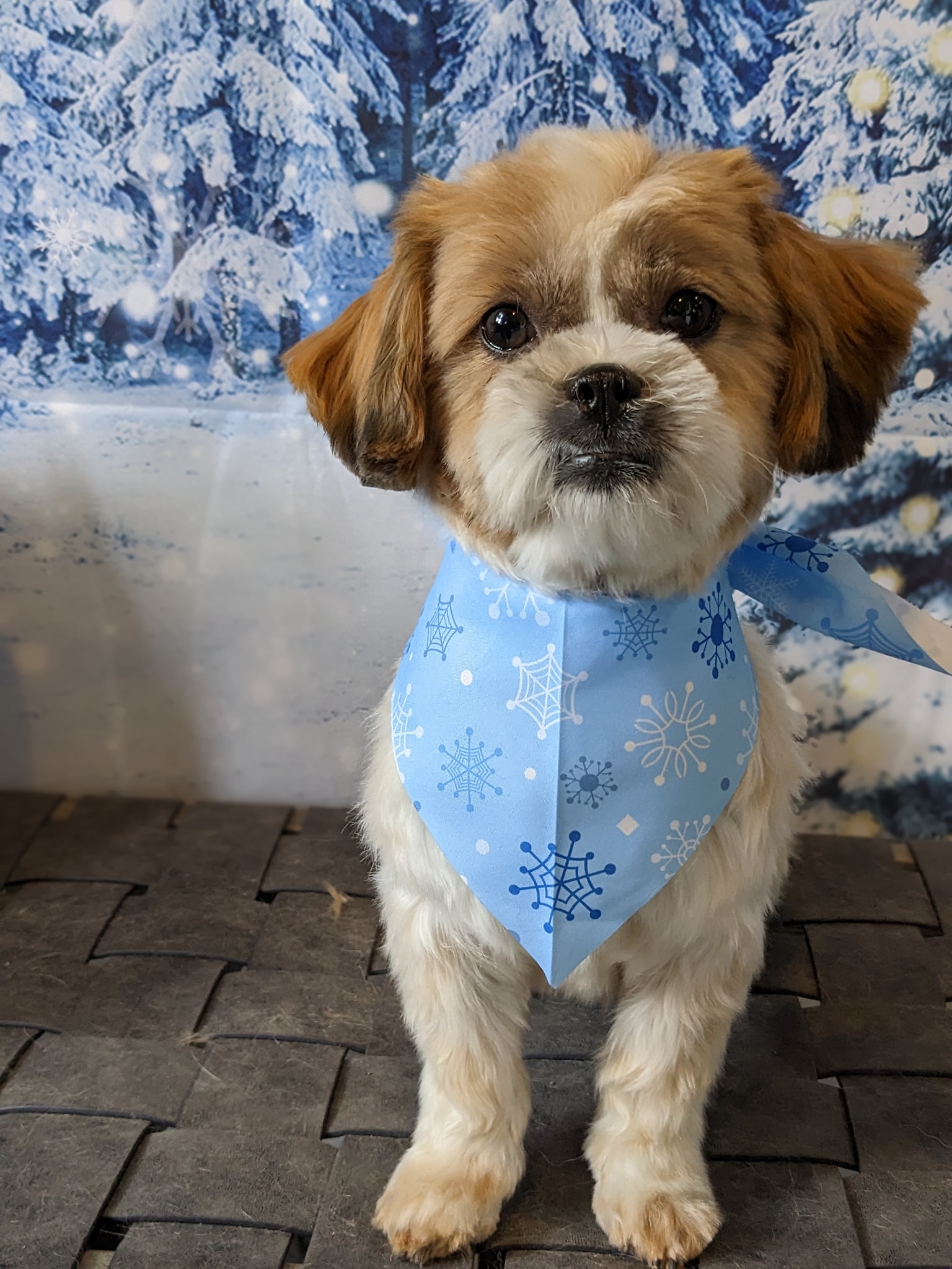 Online booking - Whispering Whiskers Pet Spa