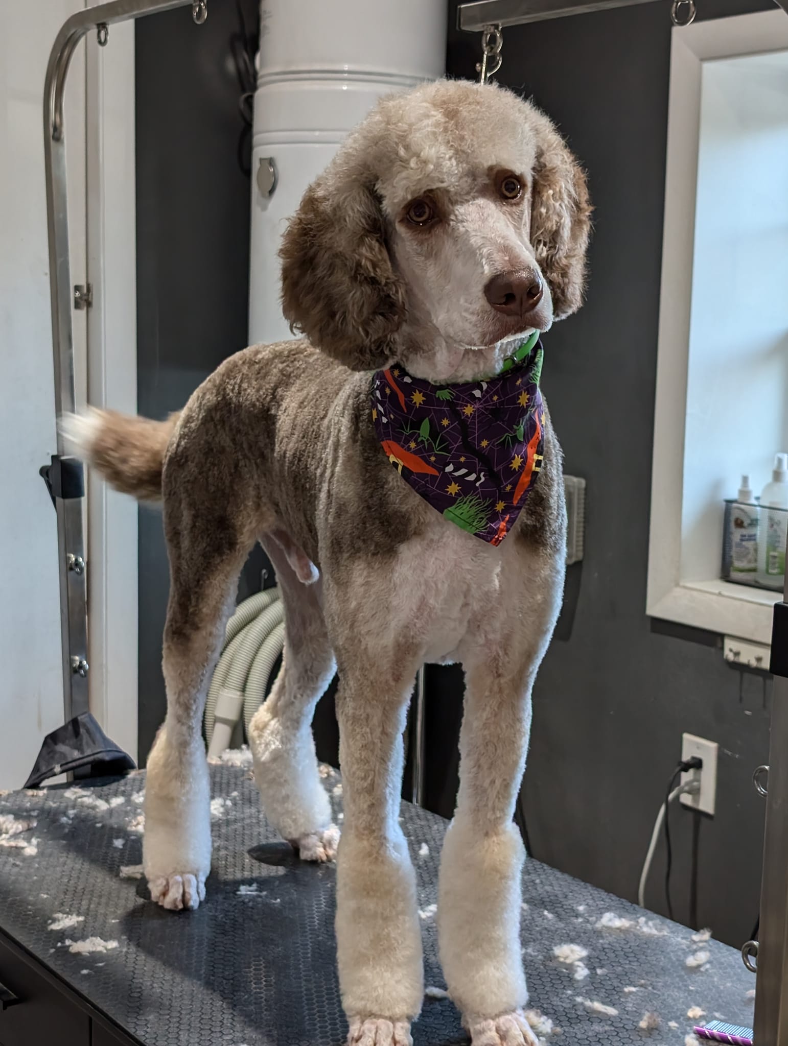 Online booking - Whispering Whiskers Pet Spa