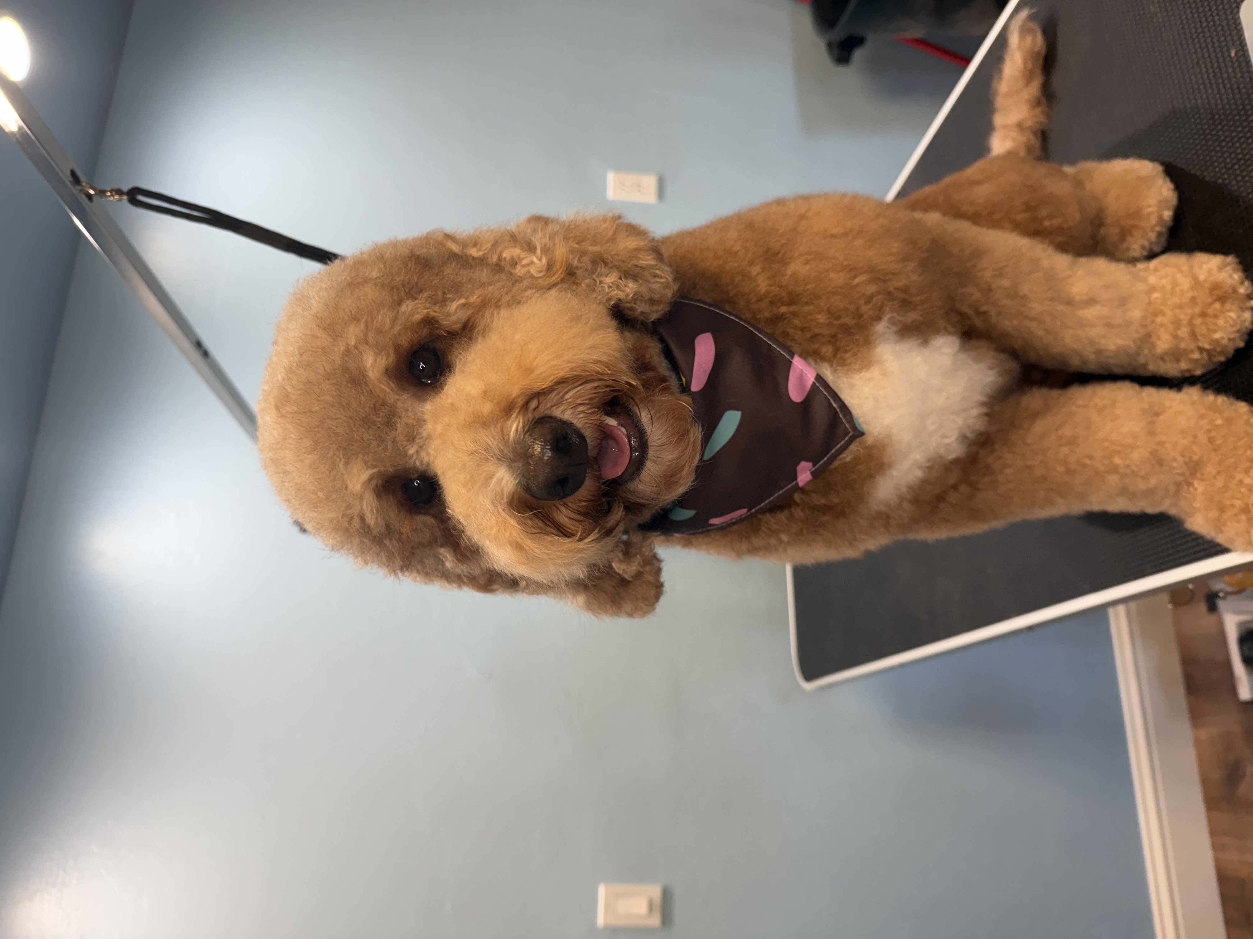 Online booking - Only Paws Doggy Spa