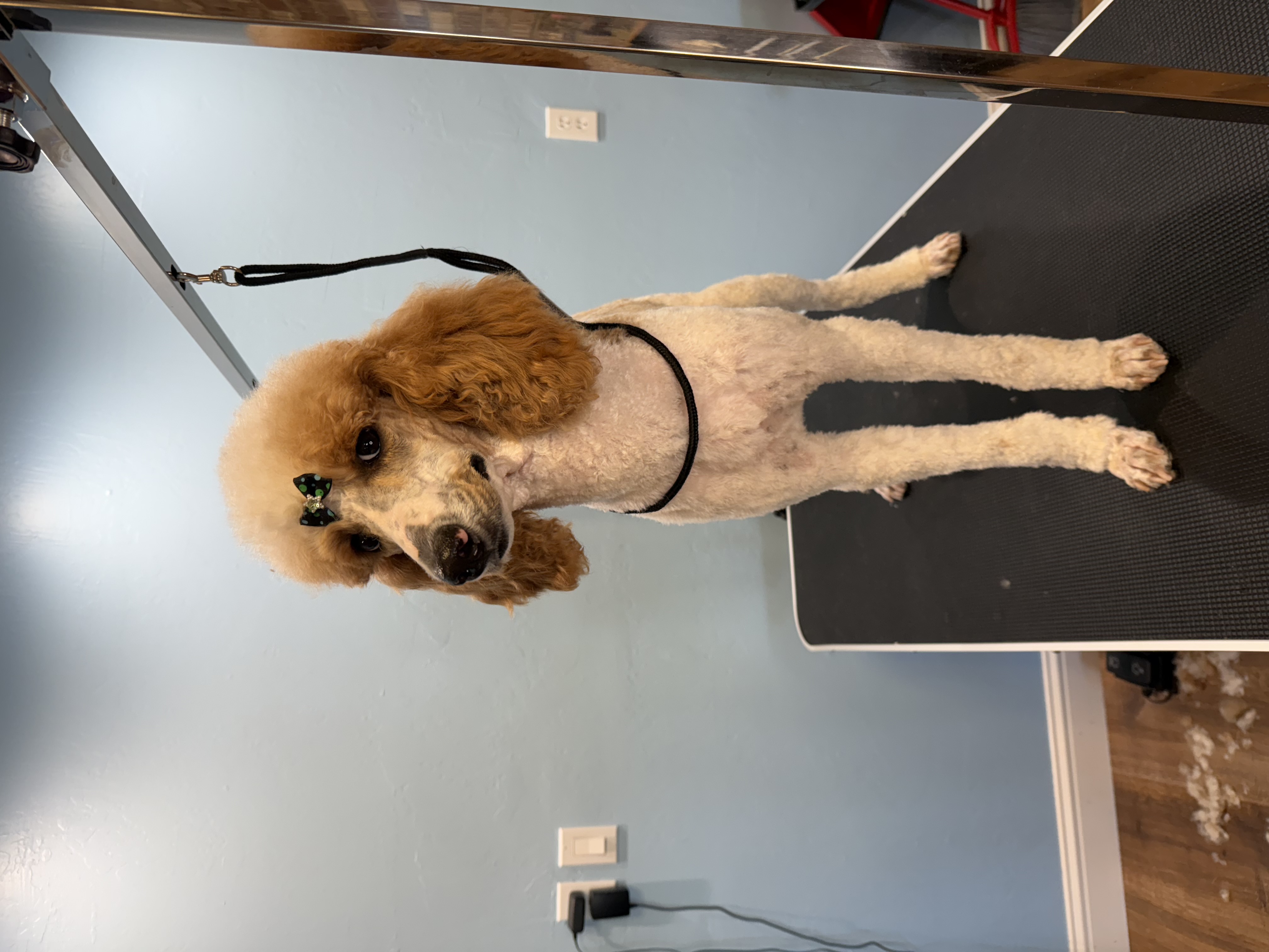 Online booking - Only Paws Doggy Spa