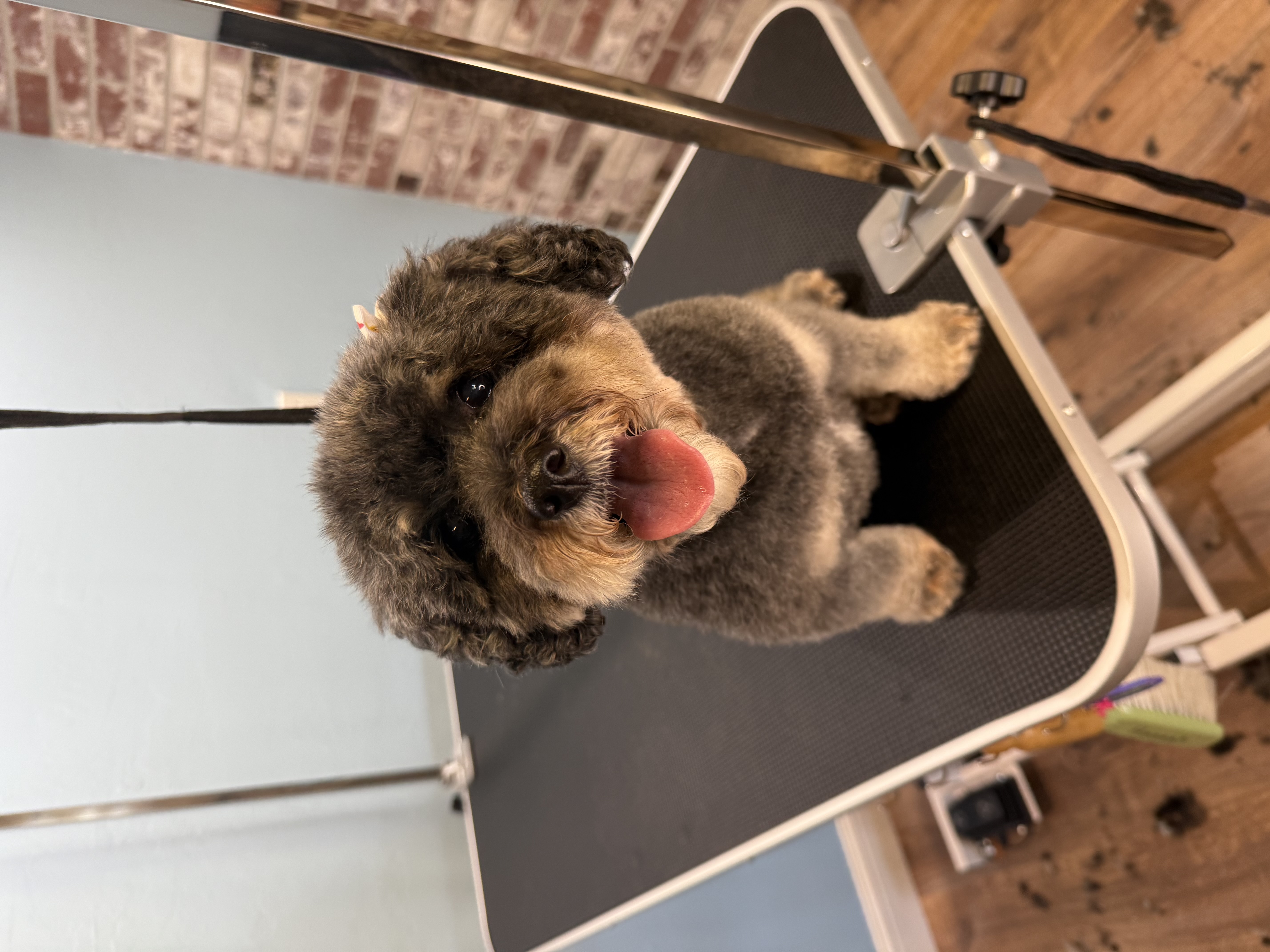 Online booking - Only Paws Doggy Spa