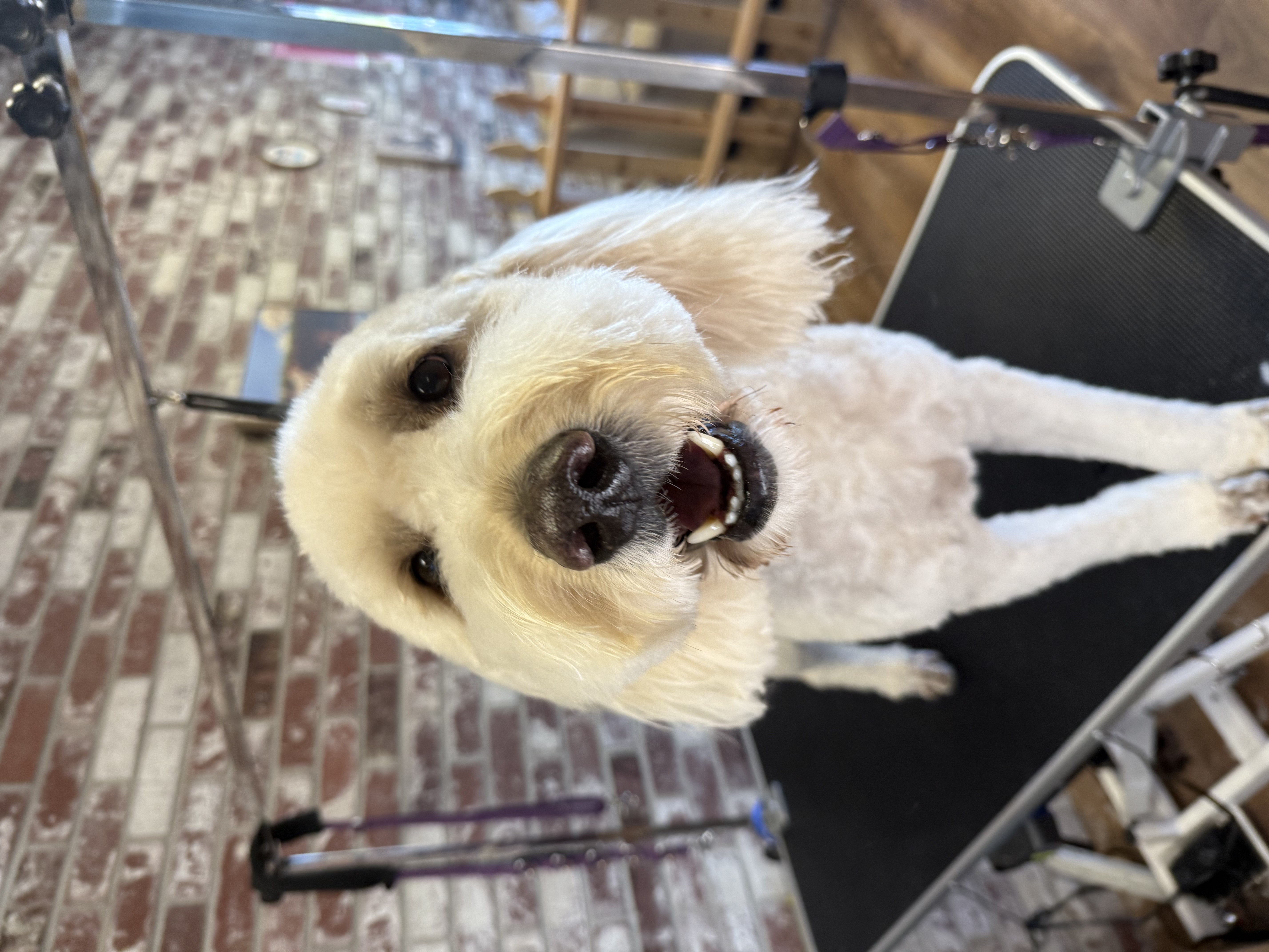 Online booking - Only Paws Doggy Spa