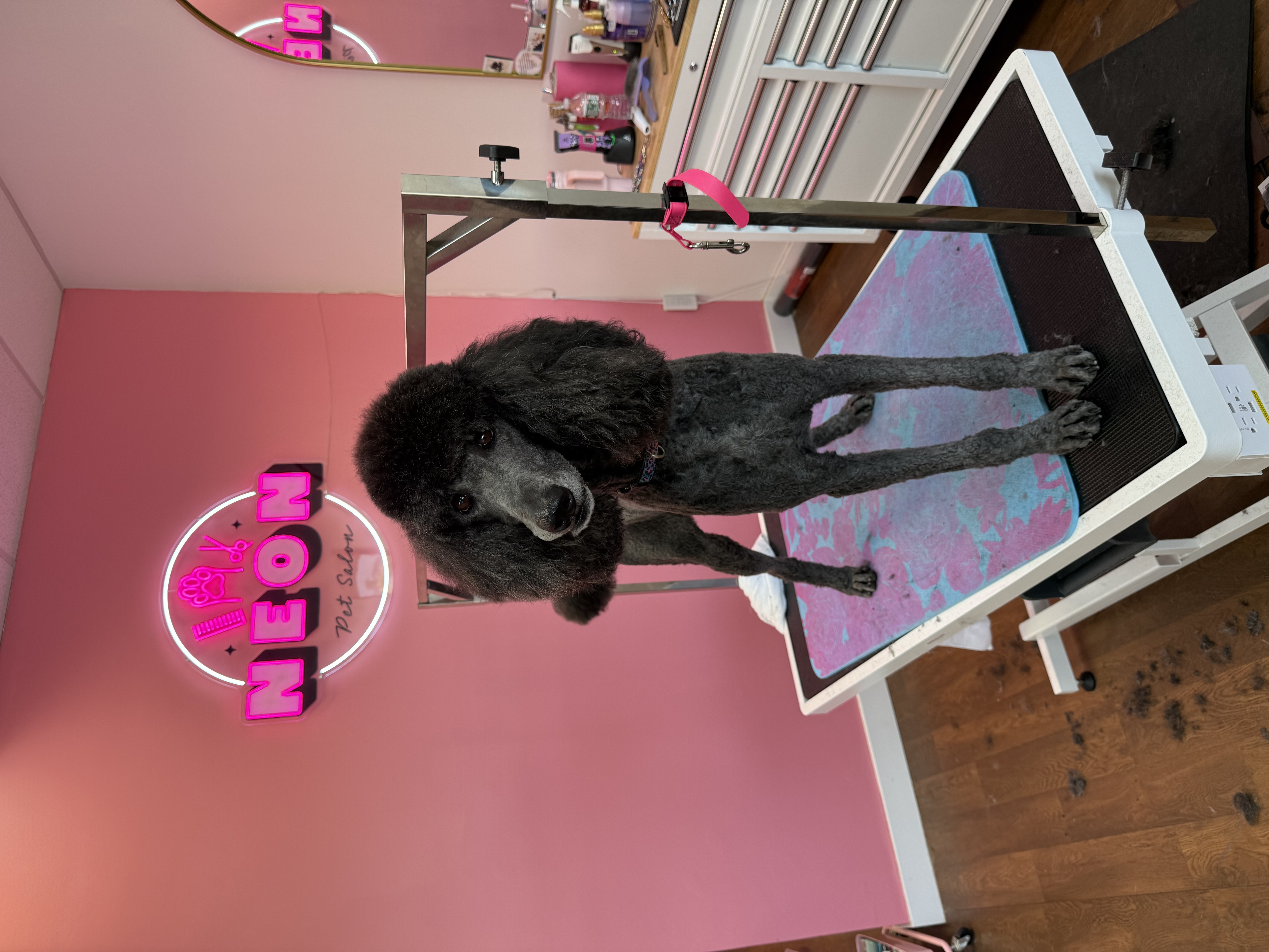 Online booking - NEON Pet Salon