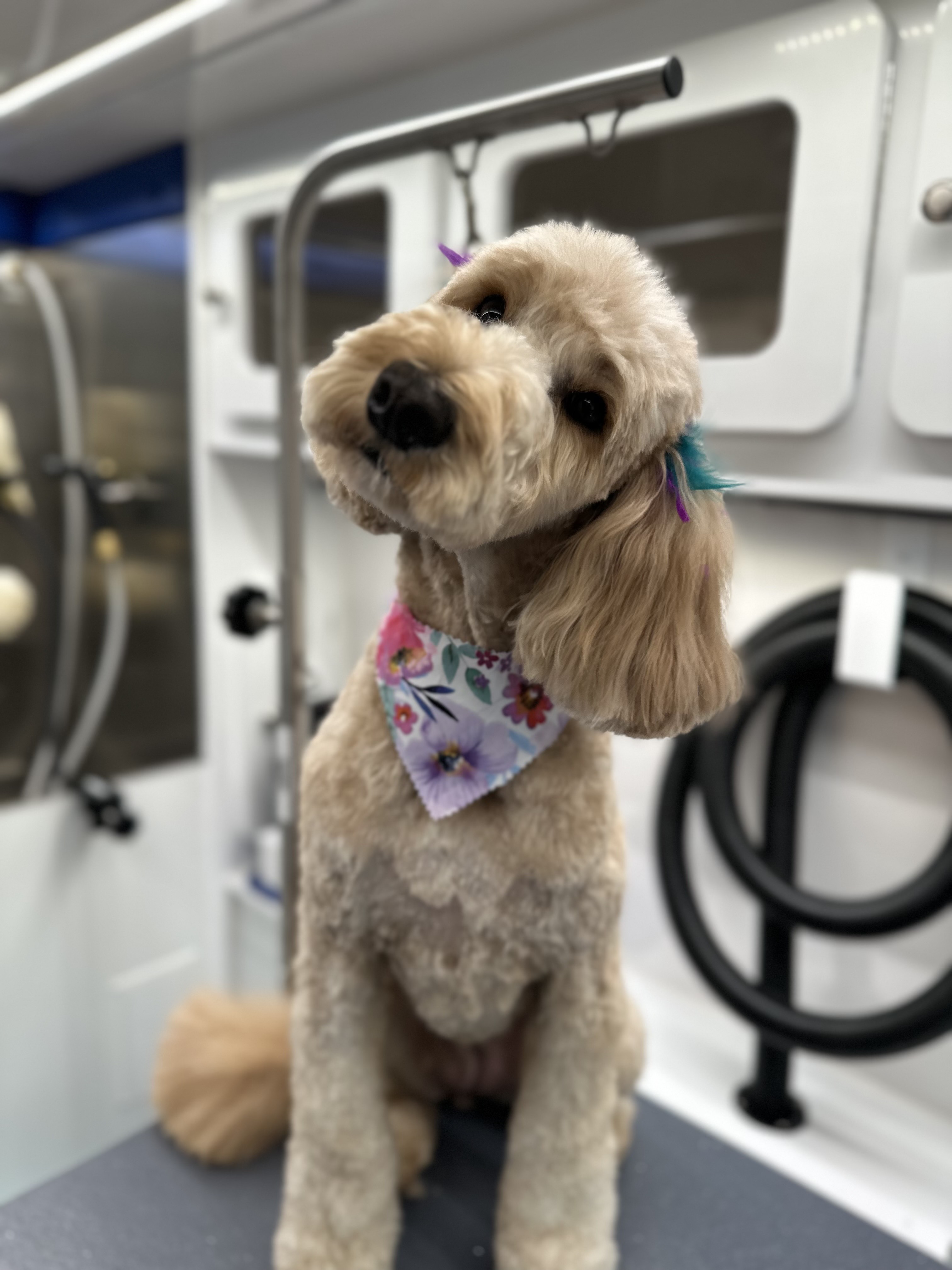 Online booking - Dazzling Dogs Mobile Pet Spa
