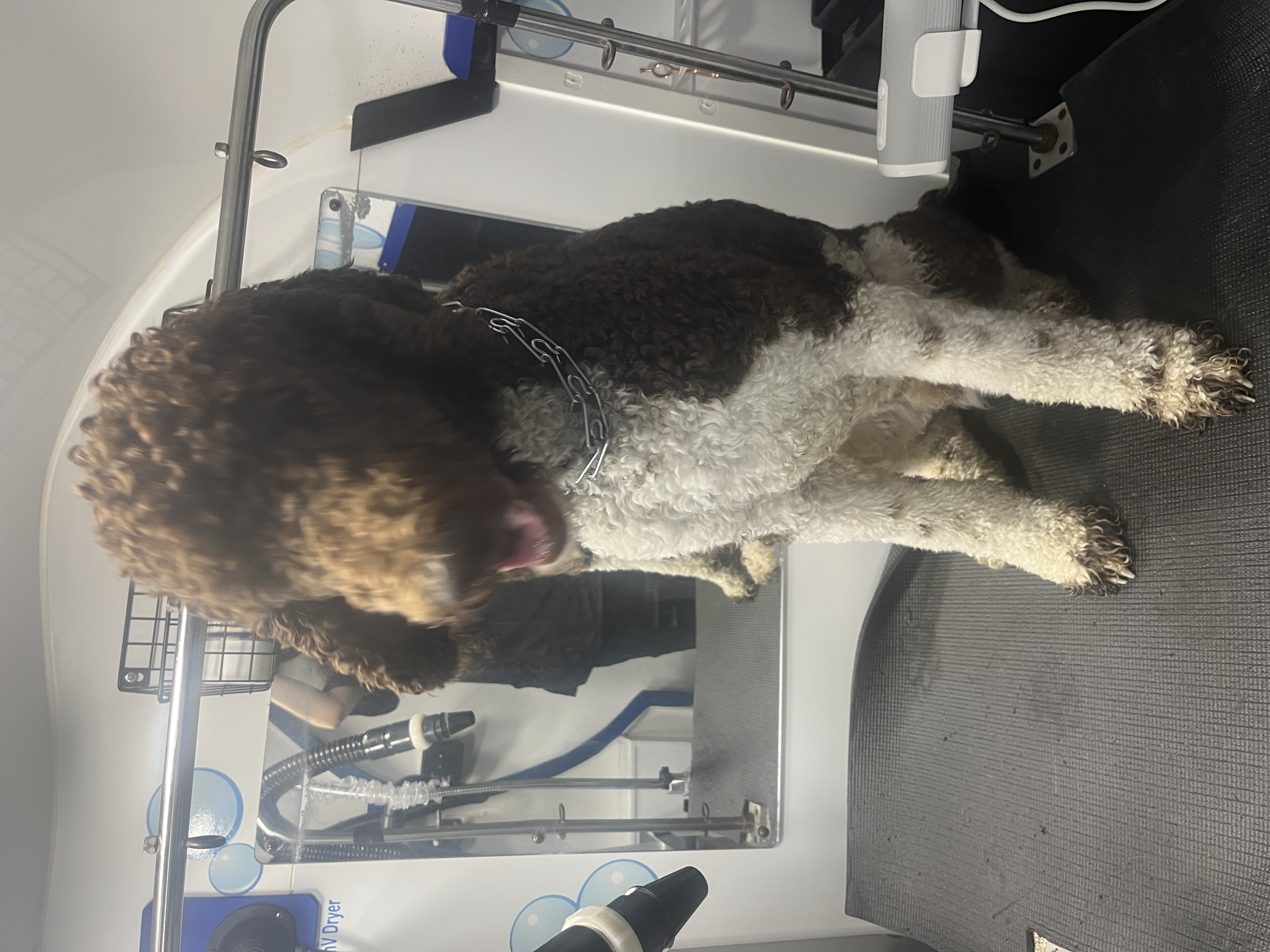 Online booking - Hydrodog Kansas City