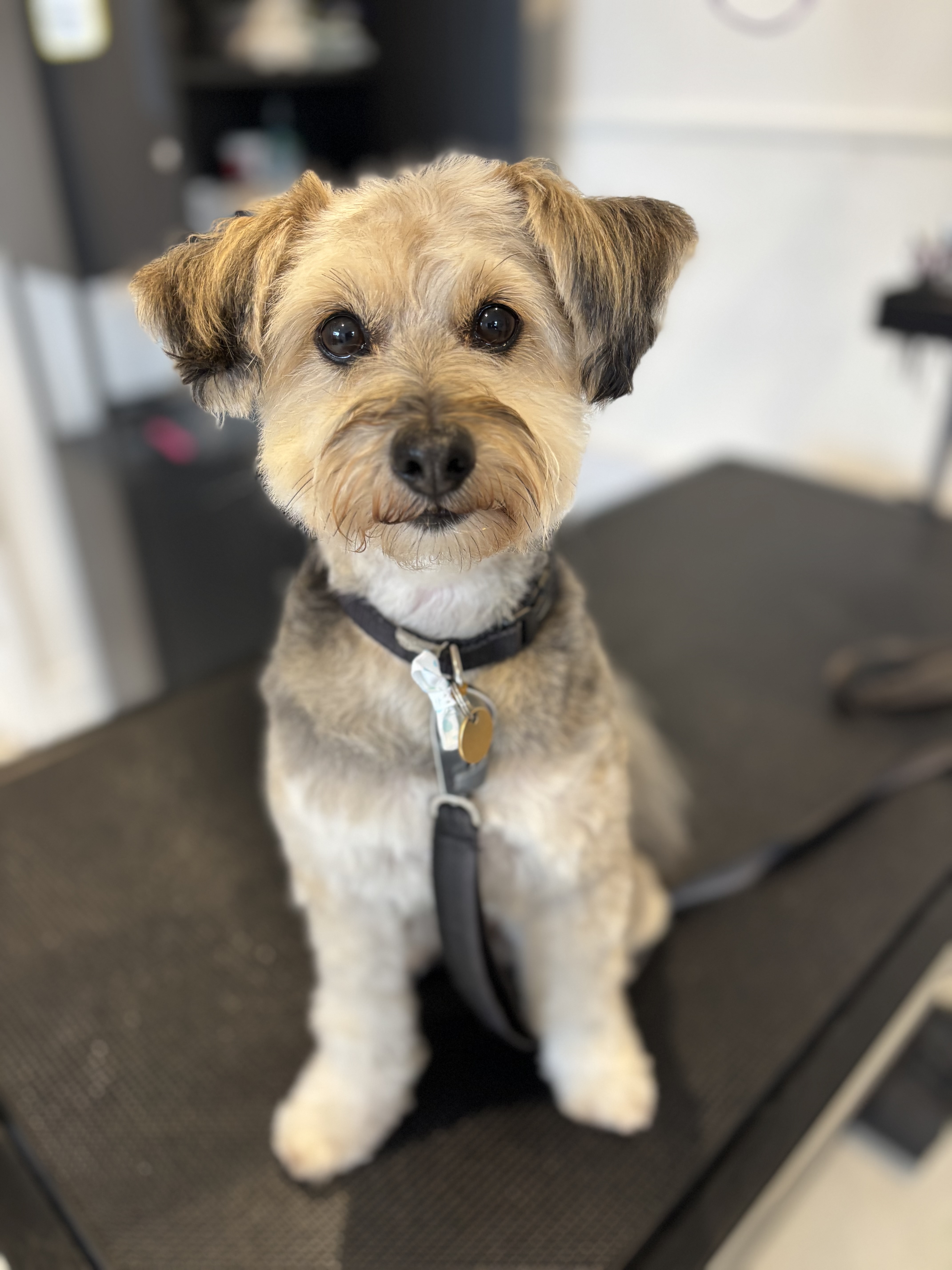 Online booking - The Canine Parlour W7