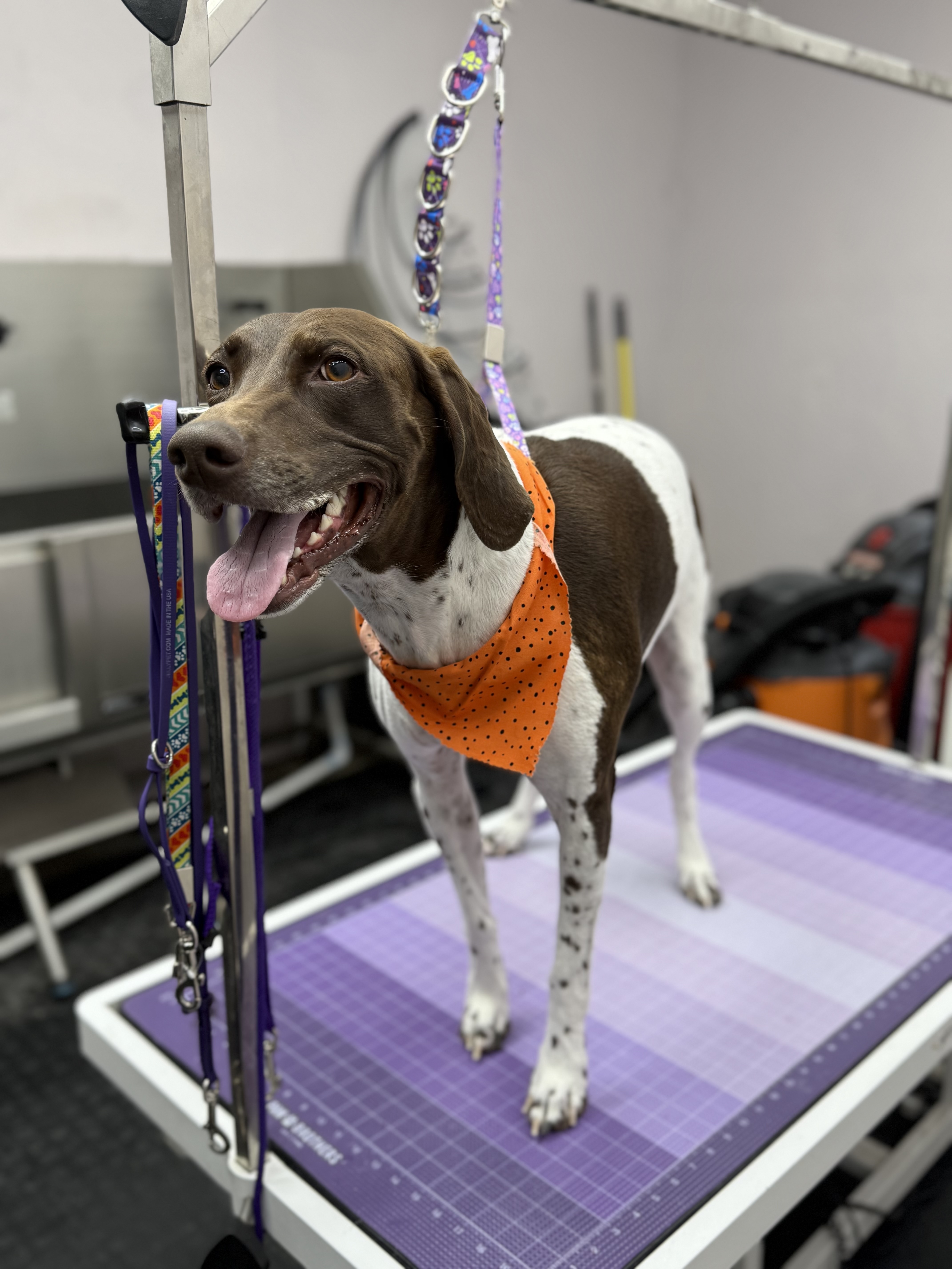 Online booking - Paws and Relax Studio