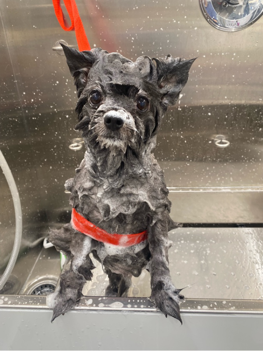 Online booking - Dapper Dog