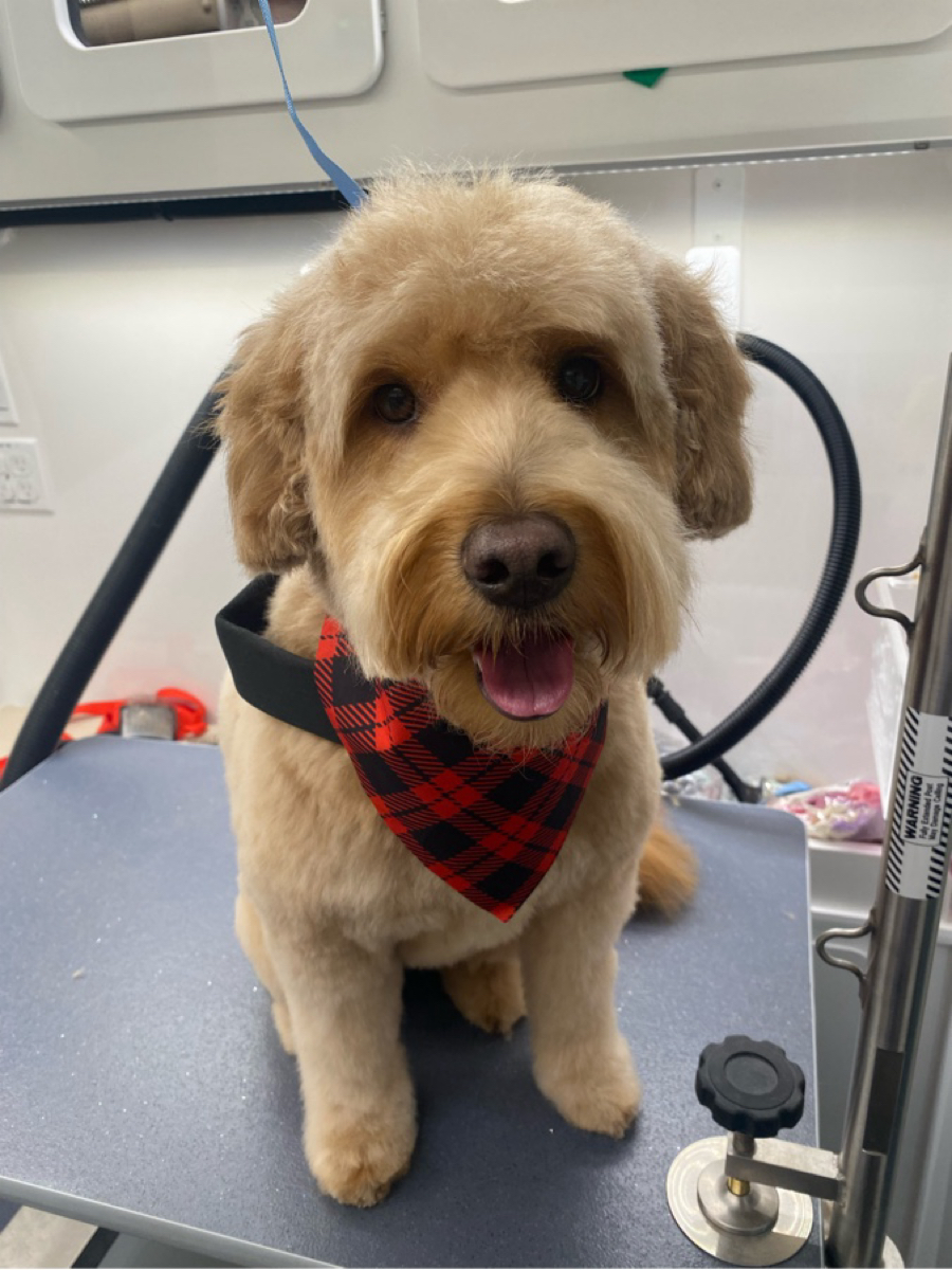Online booking - Dapper Dog