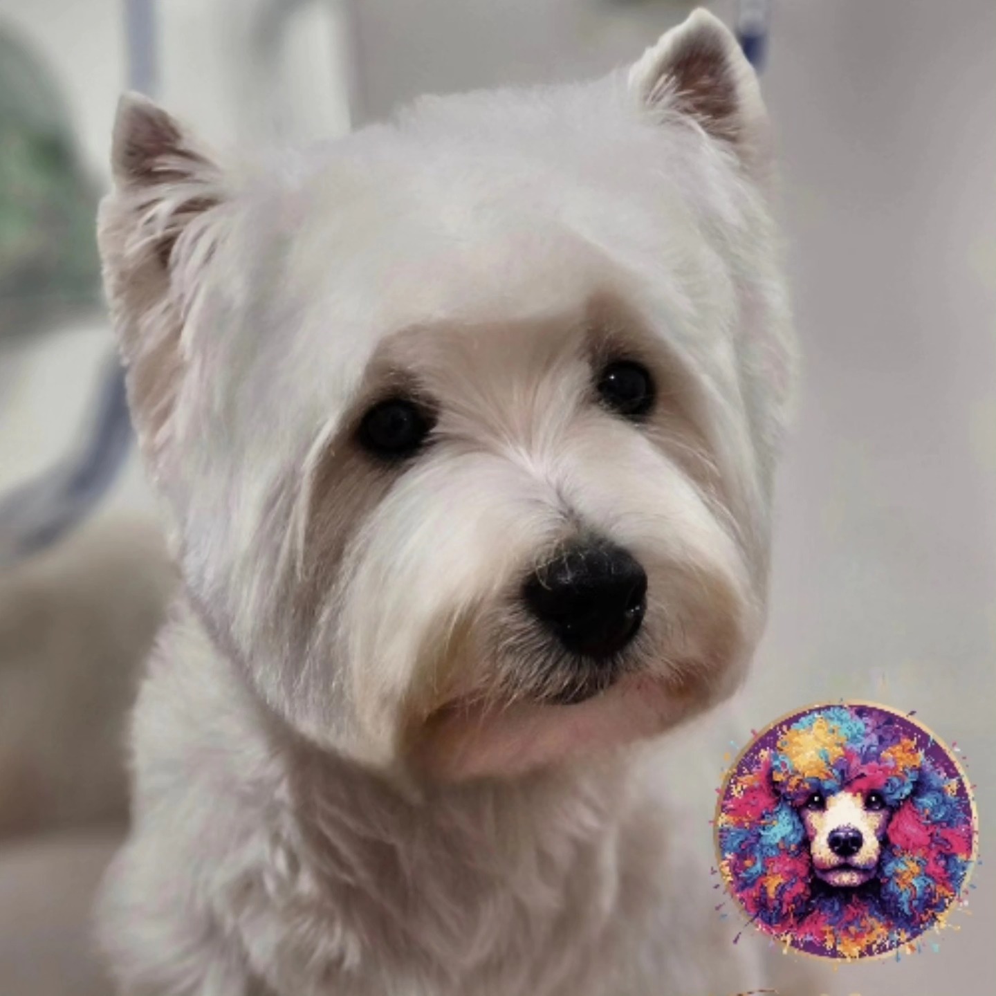 Online booking - The Crazy Dog Ladies