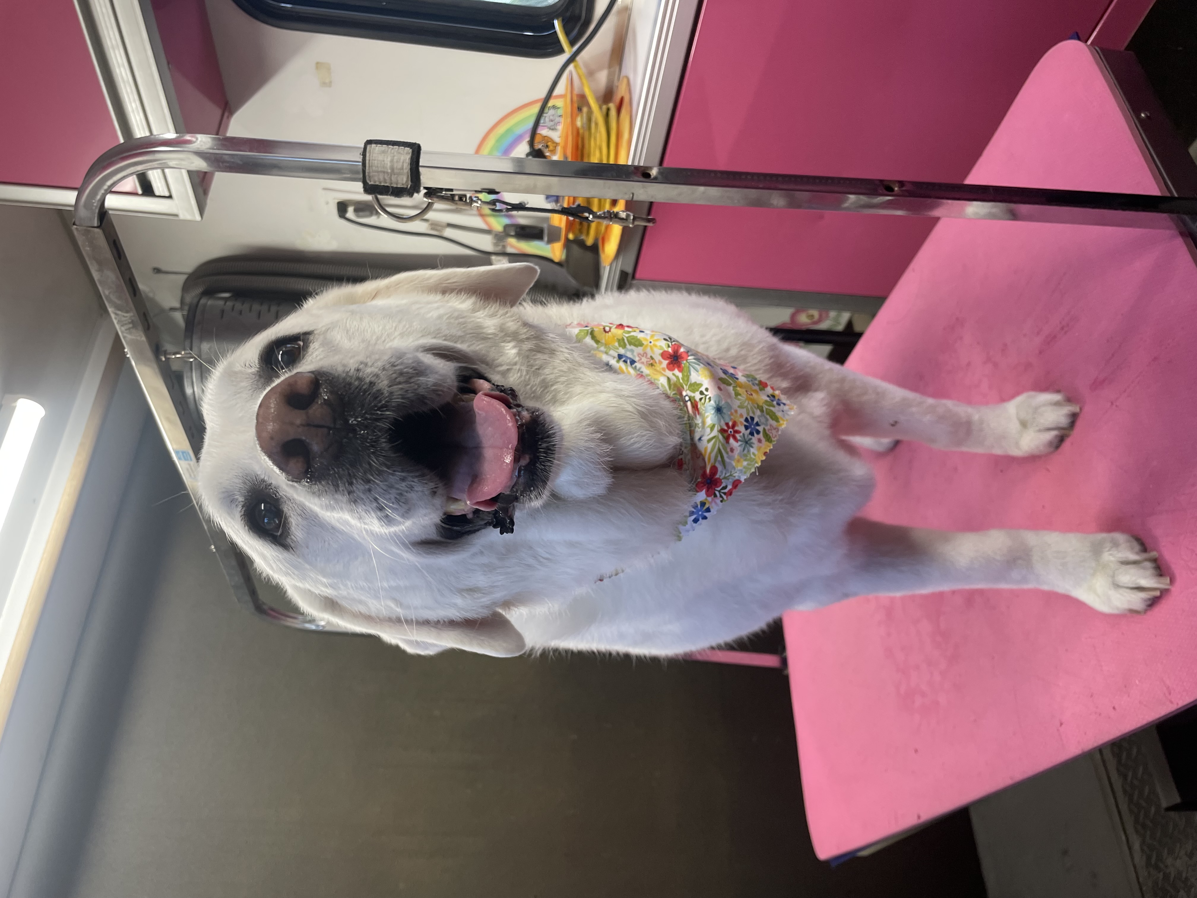 Online booking - Posh Paws Pet Grooming Mobile Salon