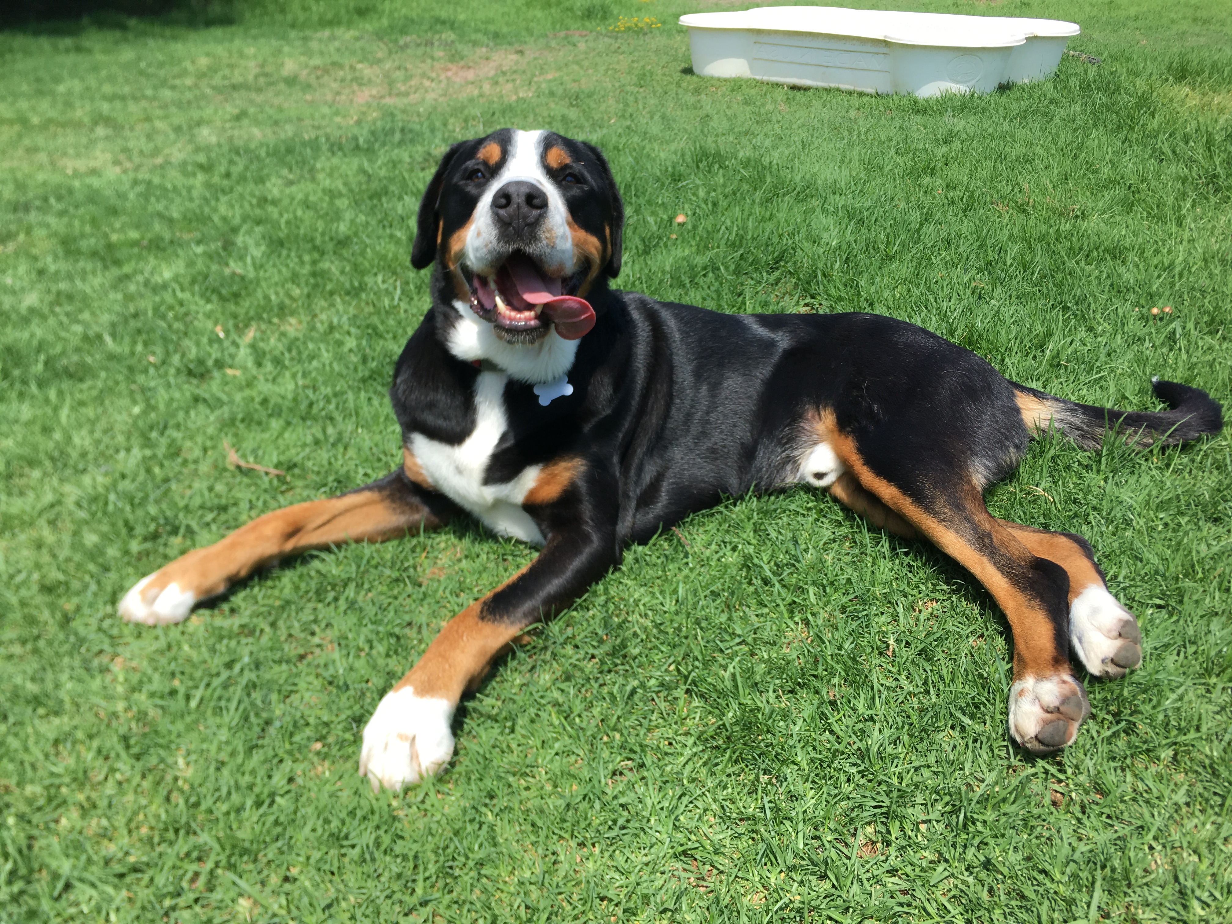 Online booking - Dogwood Ranch Pet Resort