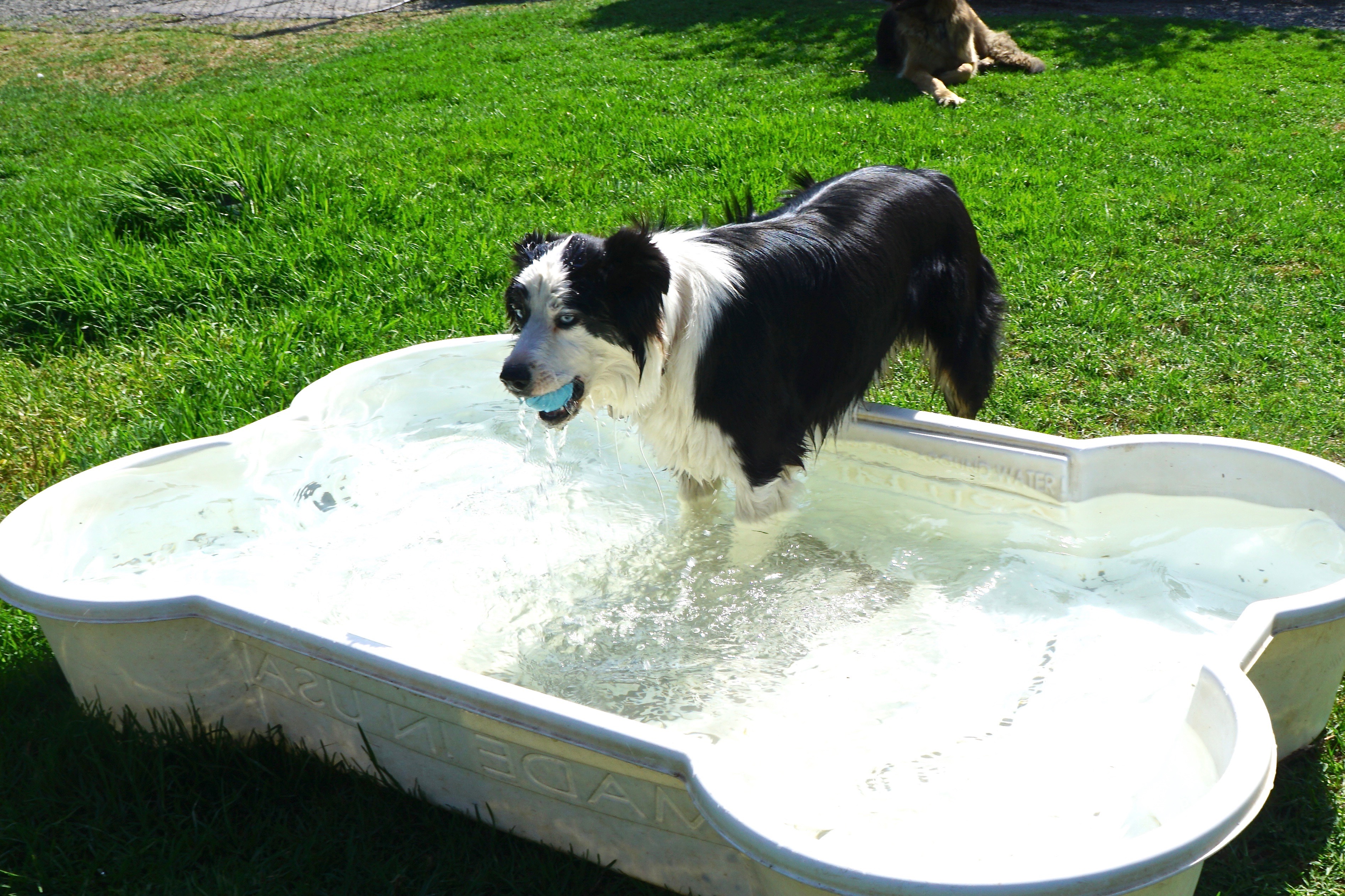 Online booking - Dogwood Ranch Pet Resort