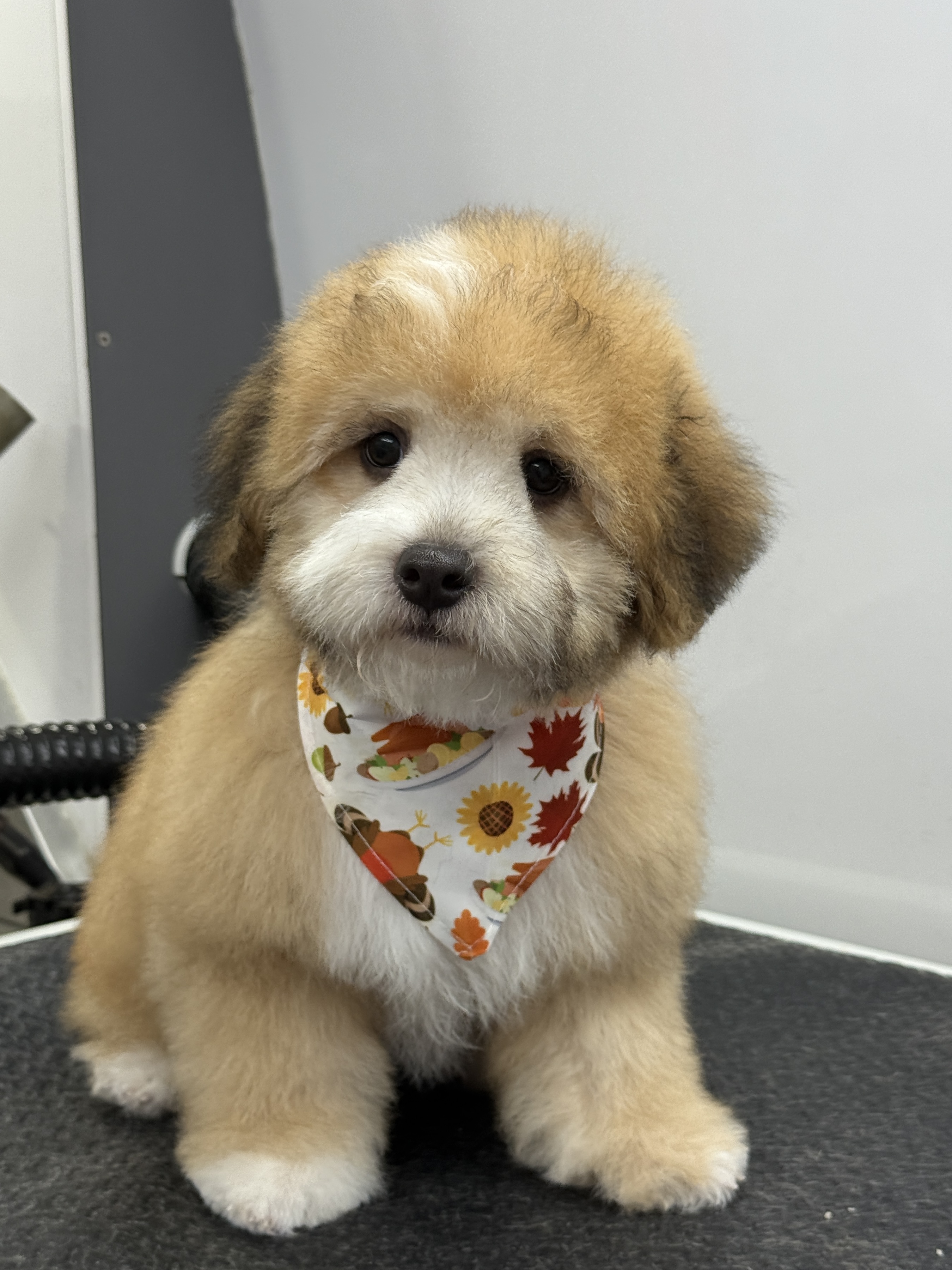 Online booking - My Paw