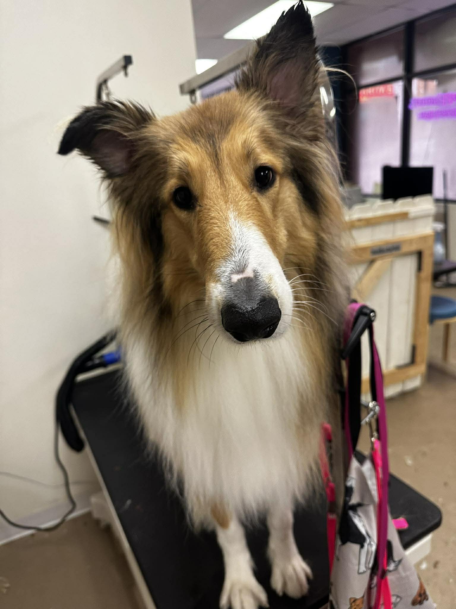 Online booking - Suddy Buddy's Grooming LLC