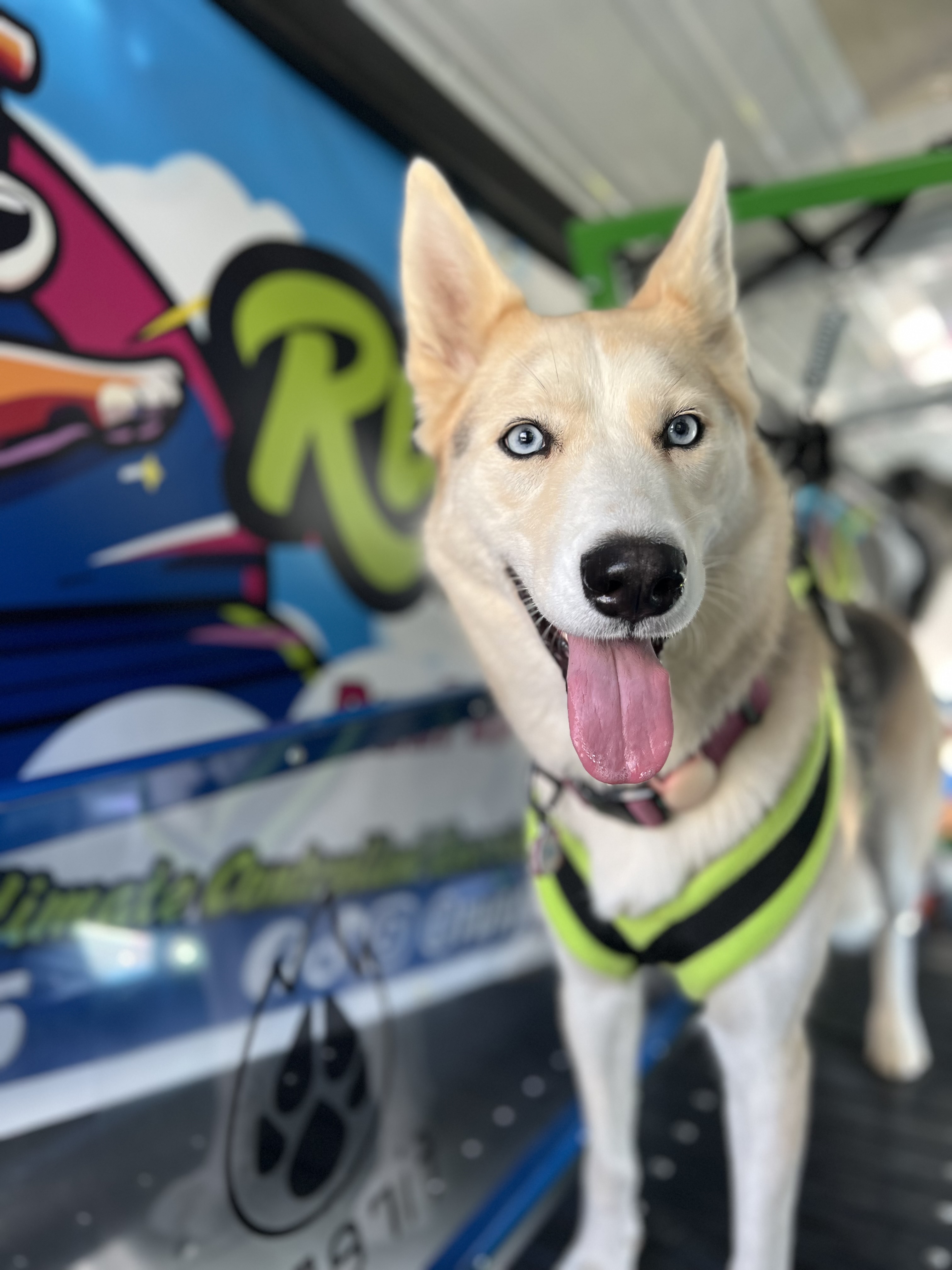 Online booking - Run Pup