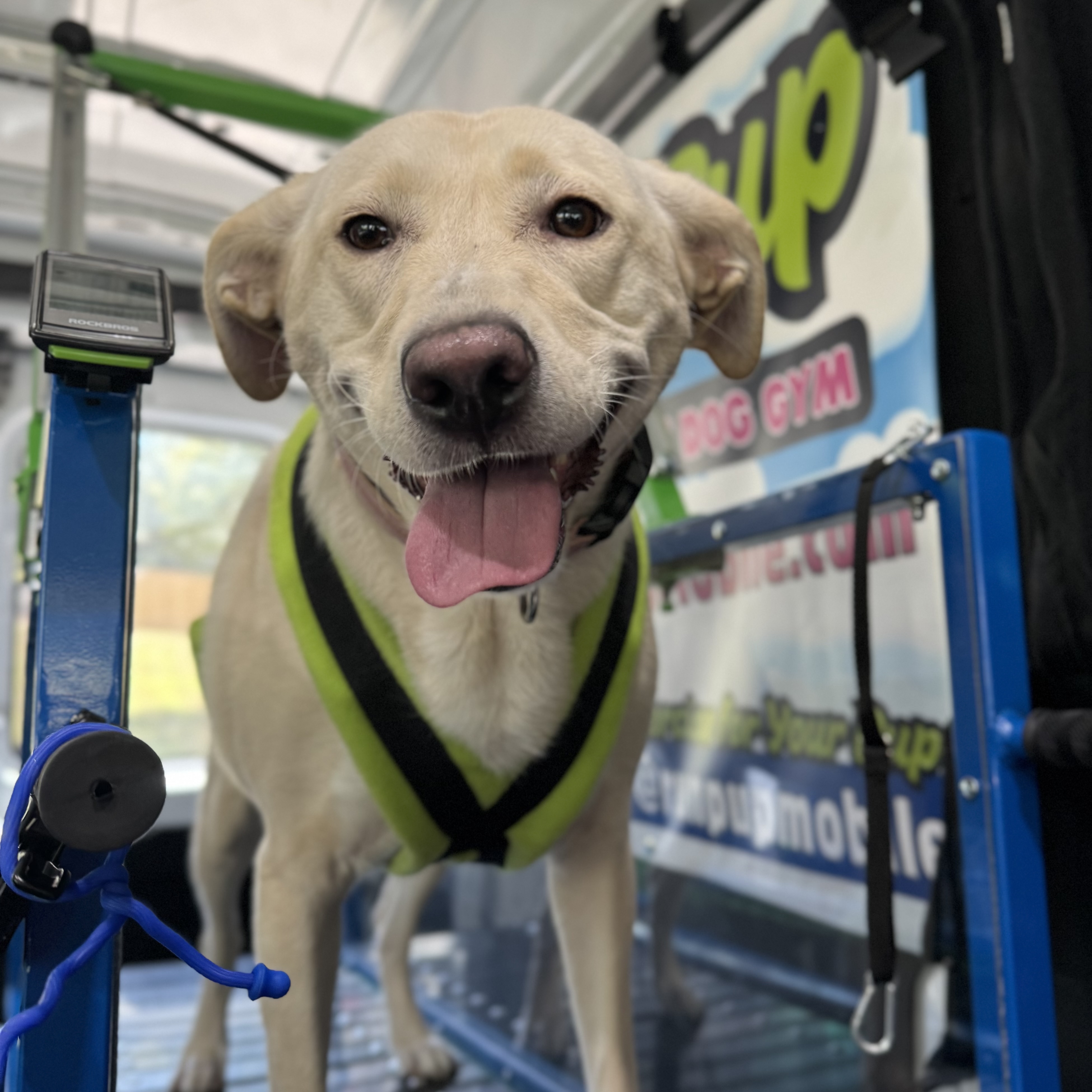 Online booking - Run Pup