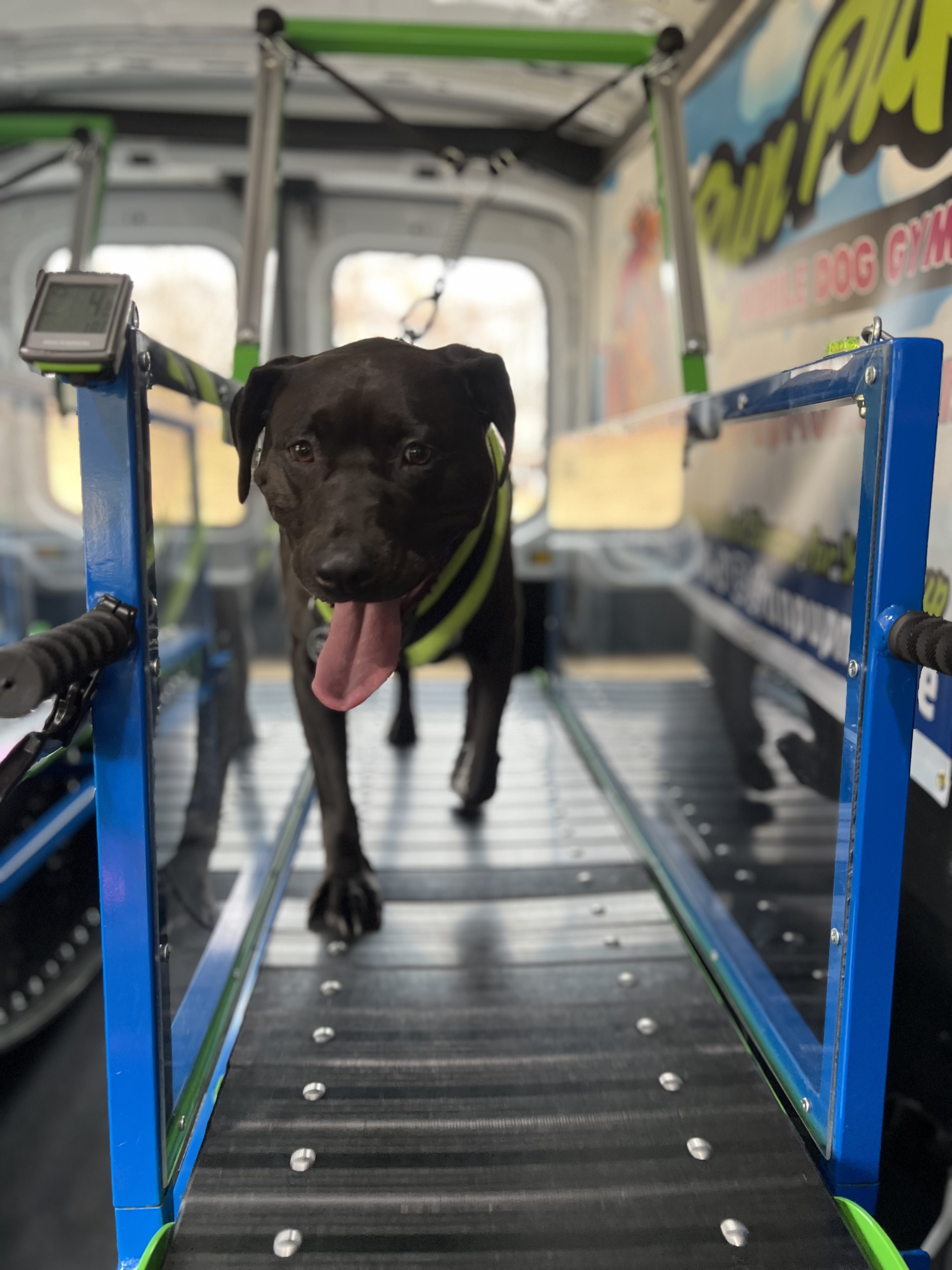 Online booking - Run Pup