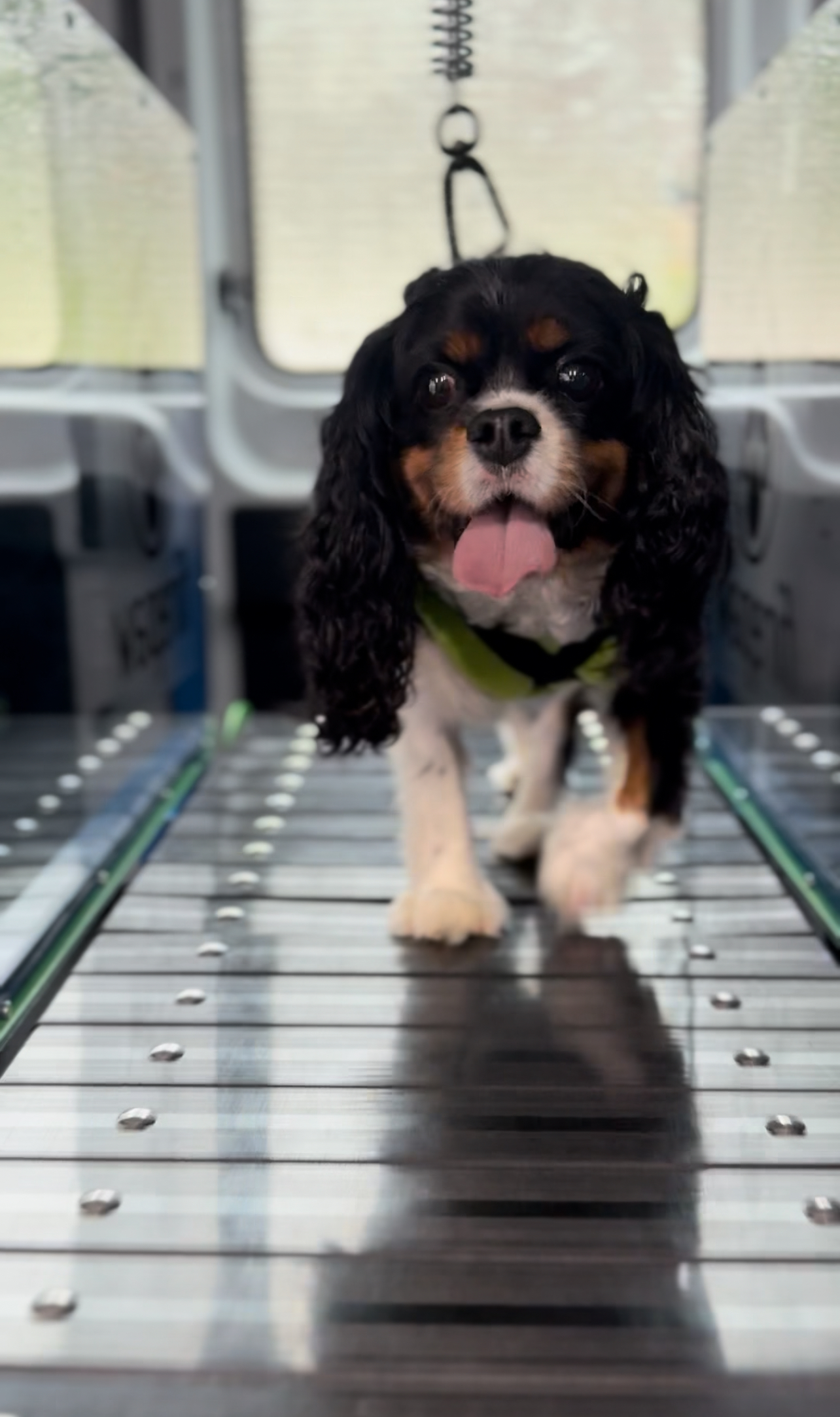 Online booking - Run Pup