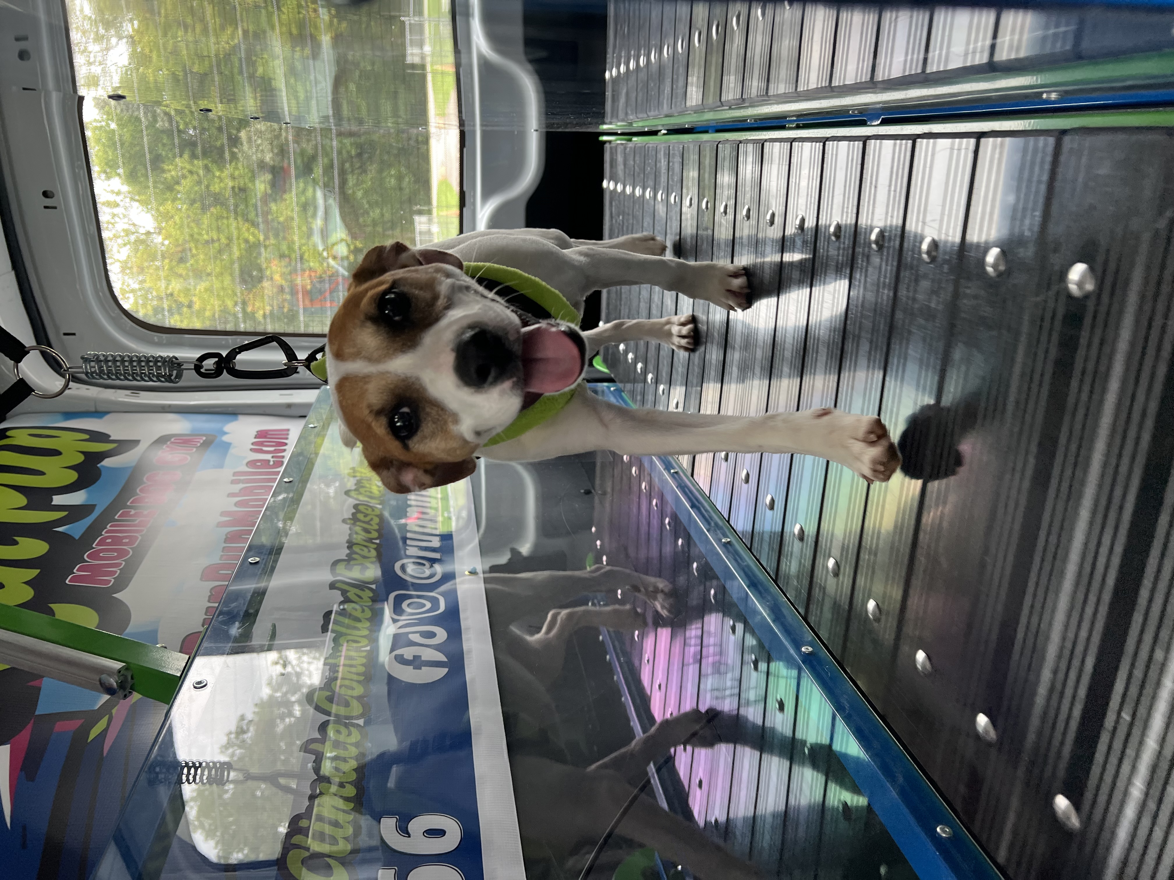 Online booking - Run Pup