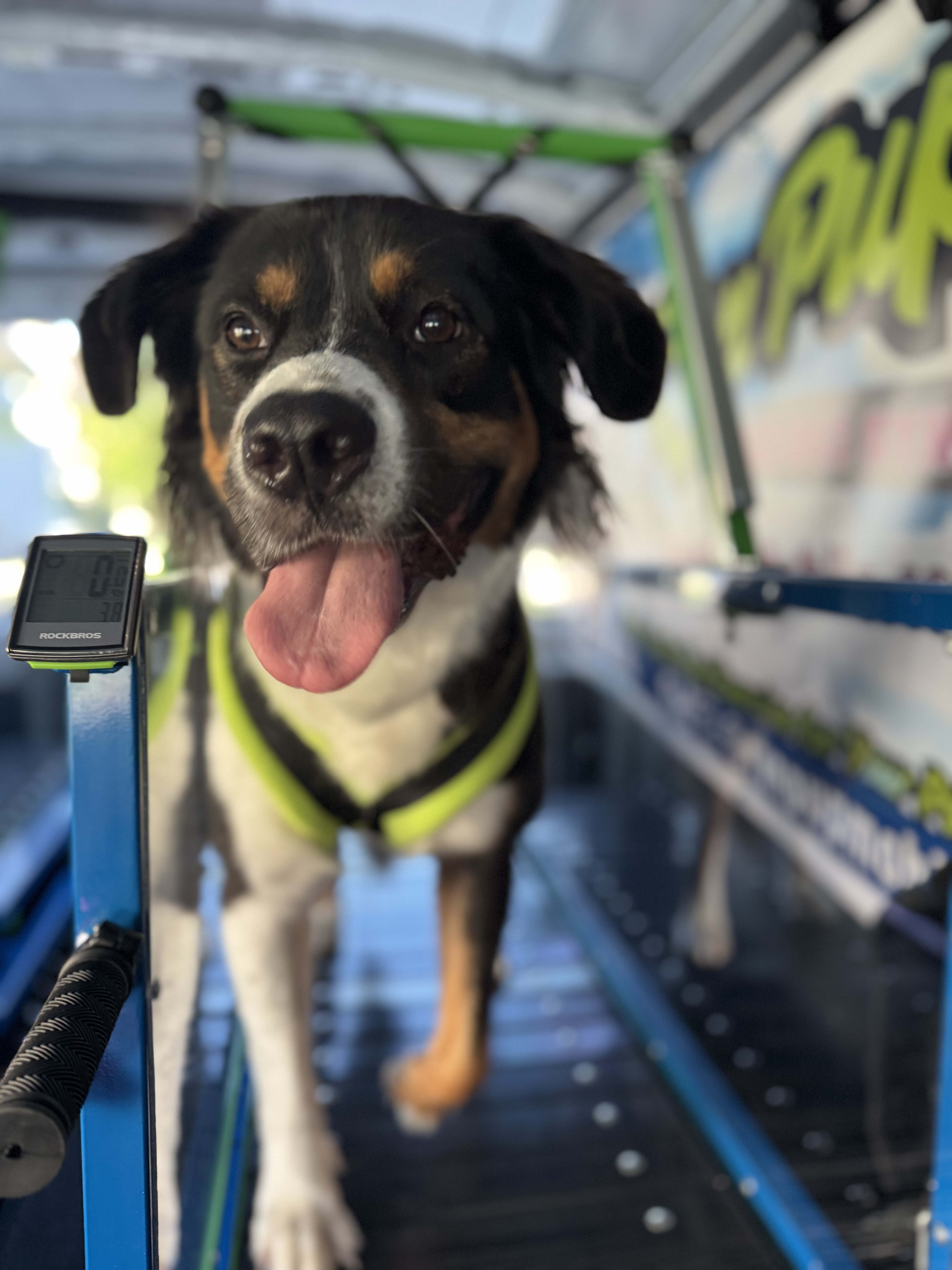 Online booking - Run Pup