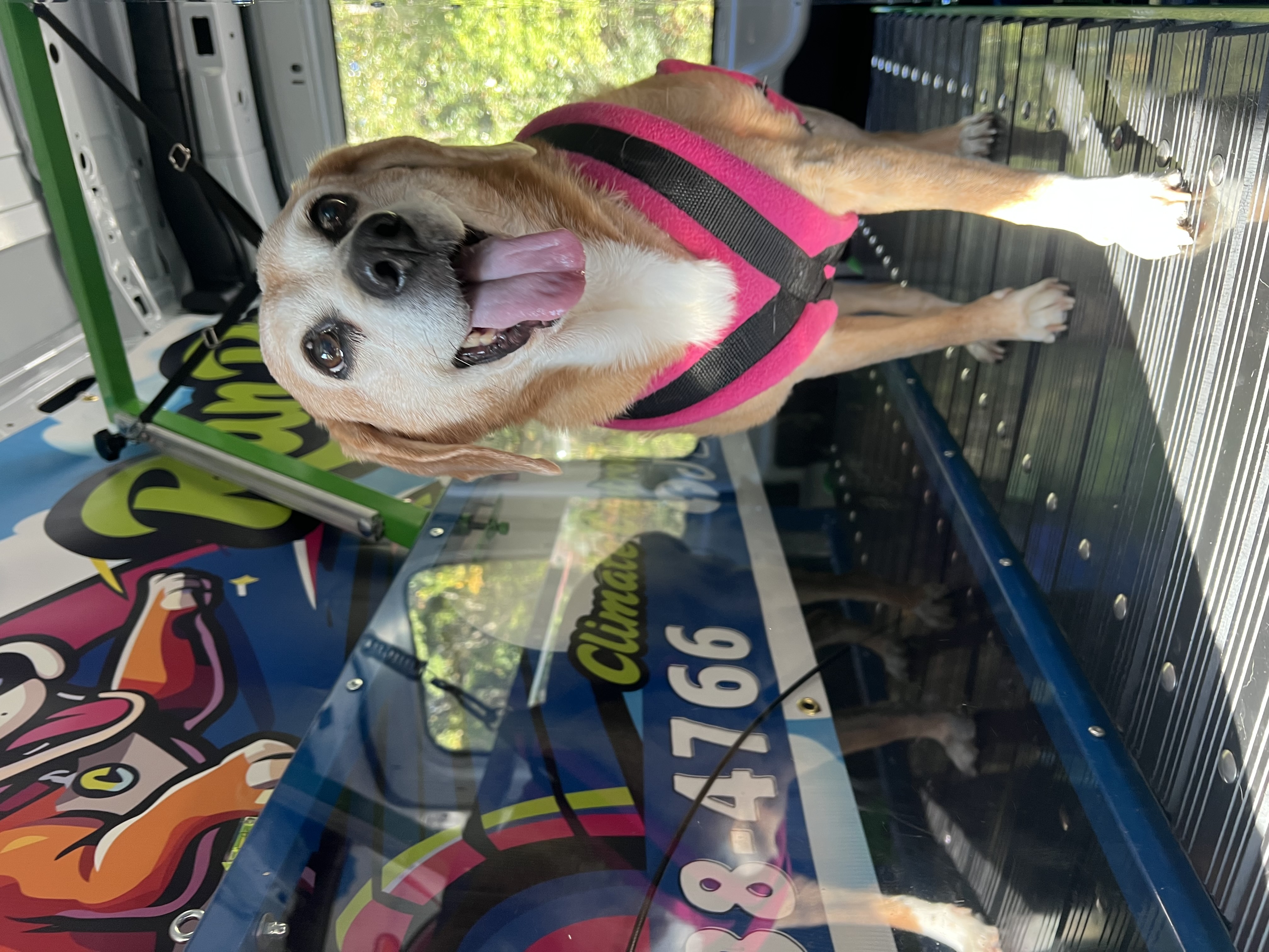 Online booking - Run Pup