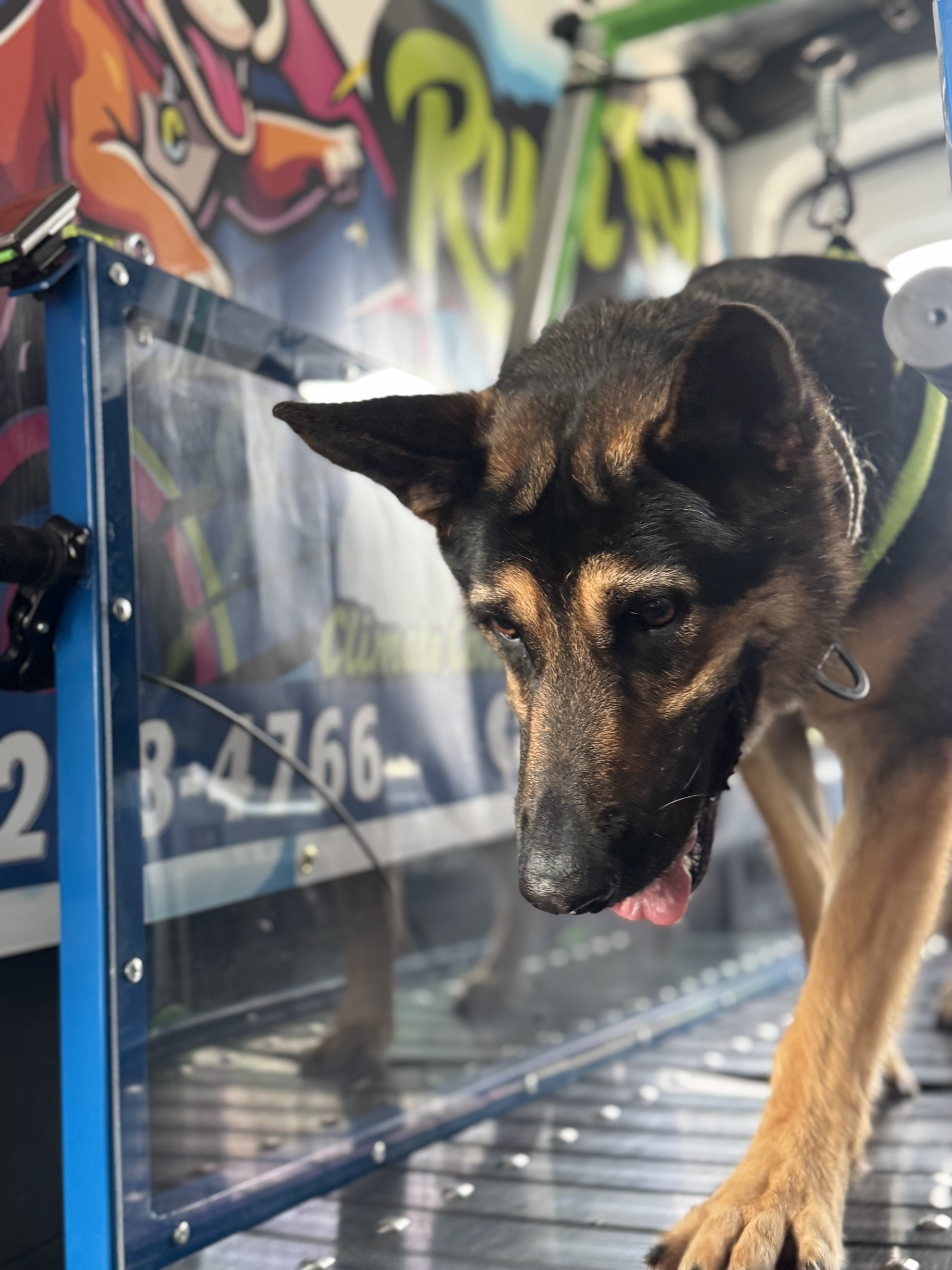 Online booking - Run Pup