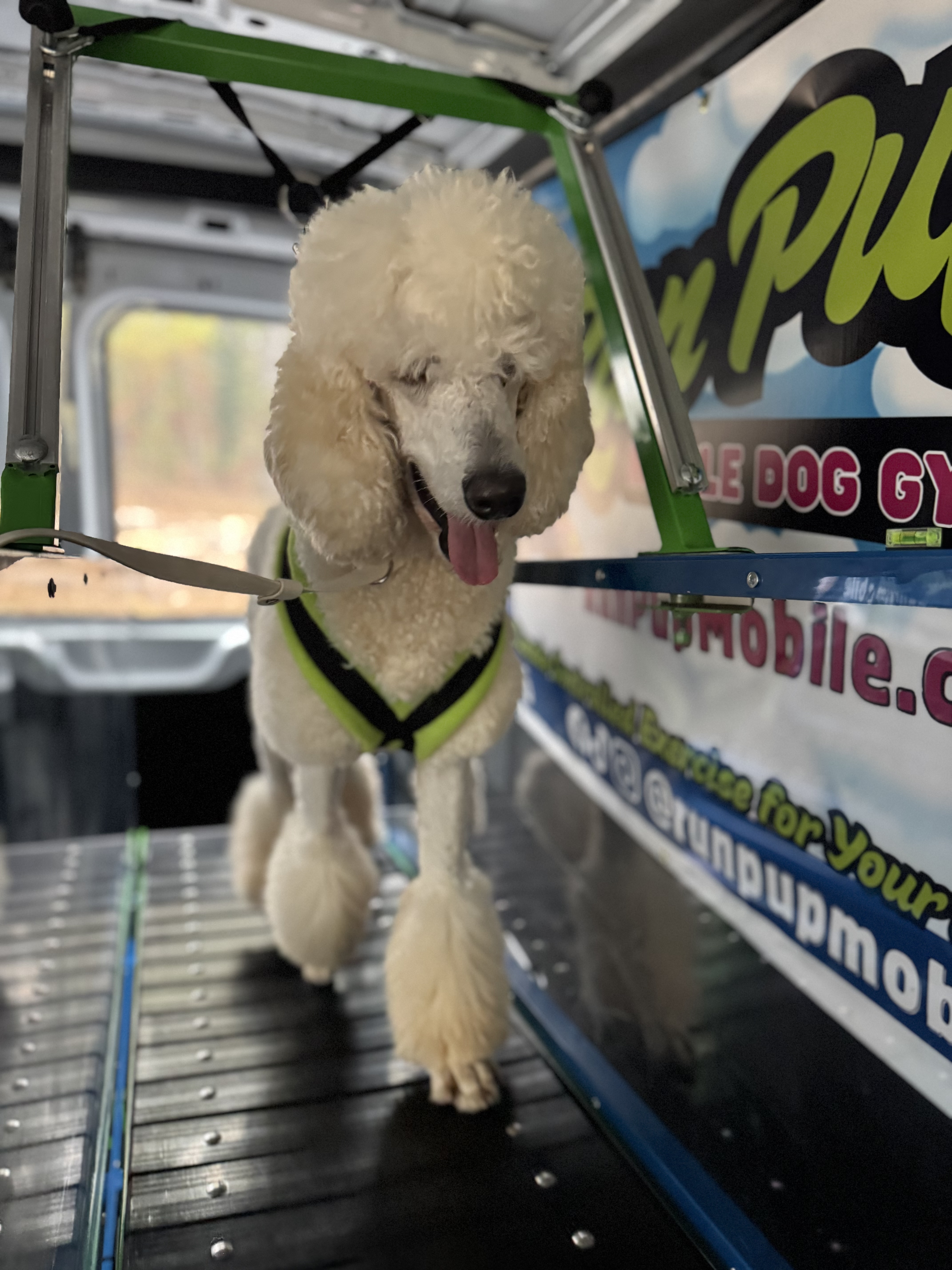 Online booking - Run Pup
