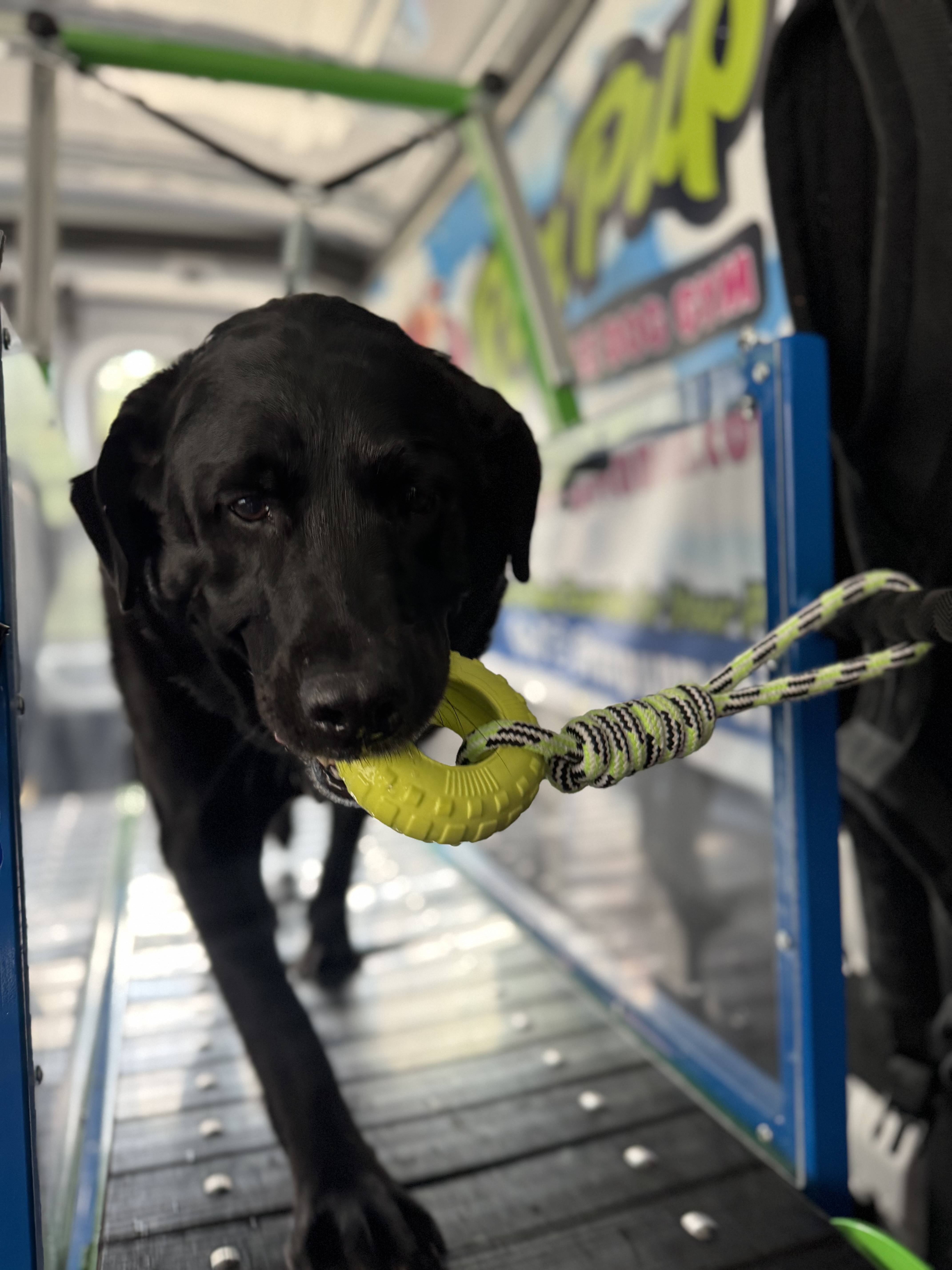 Online booking - Run Pup